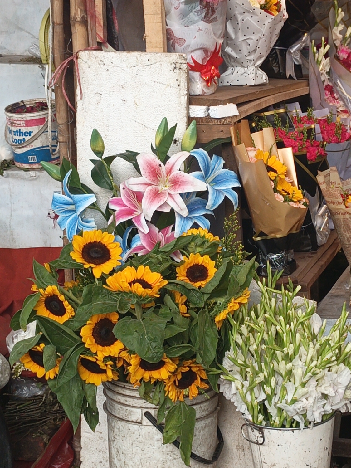 This image captures a vibrant and bustling flower stall, likely outdoors in Dhaka, Bangladesh, during daylight hours. The scene is dominated by a diverse array of colorful flowers arranged in a somewhat rustic setting.
In the foreground, large bouquets of bright yellow sunflowers with dark centers are prominently displayed in a weathered white bucket on the left. Their green leaves are visible, some appearing slightly worn. Above the sunflowers, a cluster of pink and sky-blue lilies, possibly artificial given their uniform appearance and texture, adds another burst of color. Some unopened buds are visible among them.
To the right, another similar white bucket holds numerous long-stemmed white and green flowers, possibly gladioli or tuberoses, with many closed buds, suggesting freshness or readiness to bloom.
In the background, a wooden shelf holds several neatly wrapped flower bouquets, indicating they are prepared for sale. One notable bouquet features yellow flowers, possibly more sunflowers, wrapped in brown paper. Other bouquets are wrapped in decorative white paper, some with red bows and others with black polka dots, adding to the variety. Further back, bundles of red and pink flowers are also visible.
To the far left, behind the lilies, stands an old, rectangular white board or sign. Beside it, a blue and red paint bucket with the text "Weather Coat" is partially visible, holding what appears to be discarded floral material or debris. The overall impression is one of a busy and colorful marketplace, where fresh and decorative flowers are readily available.