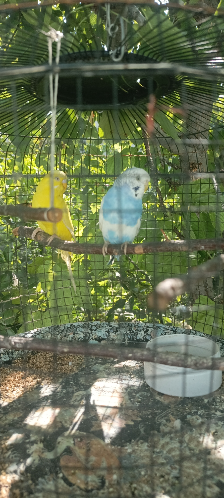 The image depicts two budgerigars, one yellow and one blue and white, perched on branches inside a wire cage. The cage is set against a background of lush green foliage, suggesting an outdoor environment, possibly a garden or backyard. The lighting indicates it is daytime, with sunlight filtering through the leaves and casting shadows on the cage floor. The floor of the cage appears to be covered with seed husks and some debris. There is a white plastic container visible in the lower right corner of the frame. The scene is consistent with a domesticated bird enclosure in a residential setting. No specific location in the city of Chek, Uzbekistan can be determined from the image itself, as it lacks any identifying landmarks or contextual clues.