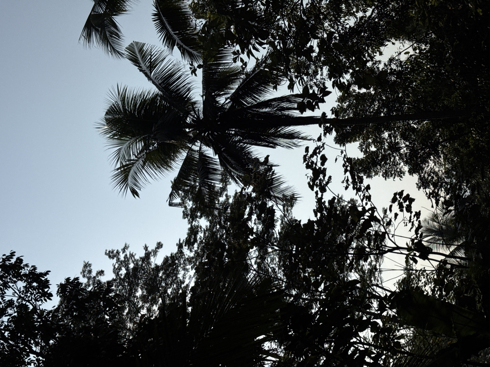 The image is a silhouette of a tropical environment against a pale blue sky. A prominent tall coconut palm tree stands in the center, its fronds fanned out. Surrounding the palm tree are the dark outlines of various other trees and foliage, creating a dense, layered effect. The image appears to be taken from a low angle, looking upwards towards the sky. The lighting suggests it might be early morning or late afternoon. The environment is characteristic of a tropical location, such as Alian, Indonesia. There are no people or animals visible in the image.
