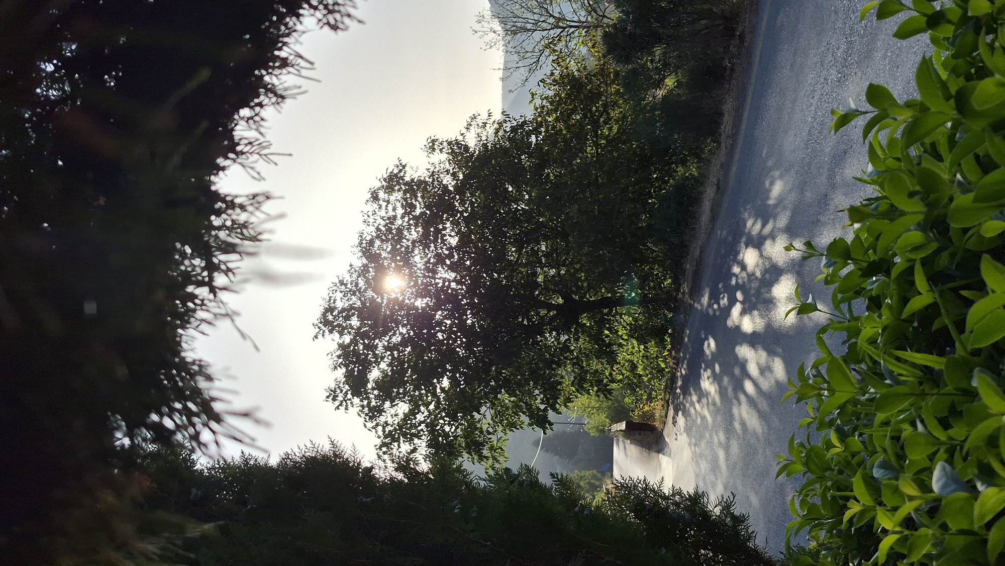 The image depicts a sunlit road in a rural or semi-rural setting, framed by foliage. In the foreground, lush green bushes line the bottom of the frame. A paved road curves to the left, disappearing into the distance. To the right of the road, a large tree with dense green foliage is prominent, with the sun shining through its branches, casting dappled shadows on the road. On the left side of the road, a dark, conifer-like tree stands tall. In the background, rolling hills are visible under a hazy, bright sky. The overall scene suggests a peaceful, natural environment during daylight hours.