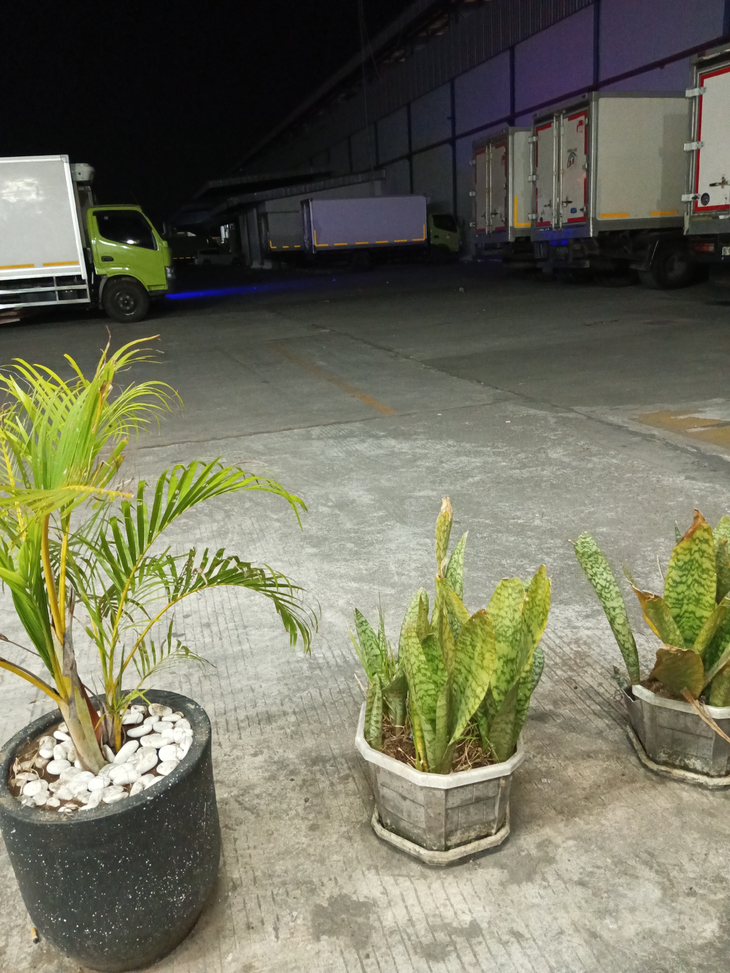 This image shows a parking lot or loading dock area, possibly at a logistics facility, in Makassar, Indonesia. In the foreground, there are three potted plants: a palm-like plant in a large black pot on the left, and two snake plants in grey hexagonal pots to the right. The ground is concrete. In the background, several trucks are parked in a row. Some of the trucks have refrigerated containers. One green truck is in the mid-ground on the left. The area is lit by artificial lighting. The time appears to be night.