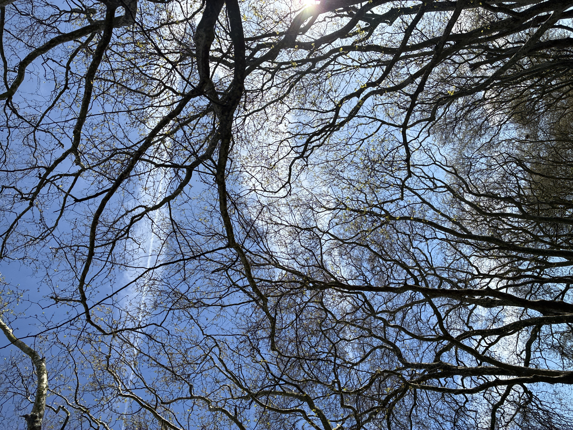 The image depicts a view looking up through the bare branches of trees against a blue sky. The trees are branching out in a complex network, with some sunlight filtering through. Small buds or leaves are starting to emerge. The perspective indicates a low vantage point, looking upwards into the canopy. The location is likely a park or wooded area. I am unable to pinpoint the specific location within the city of London without more context.