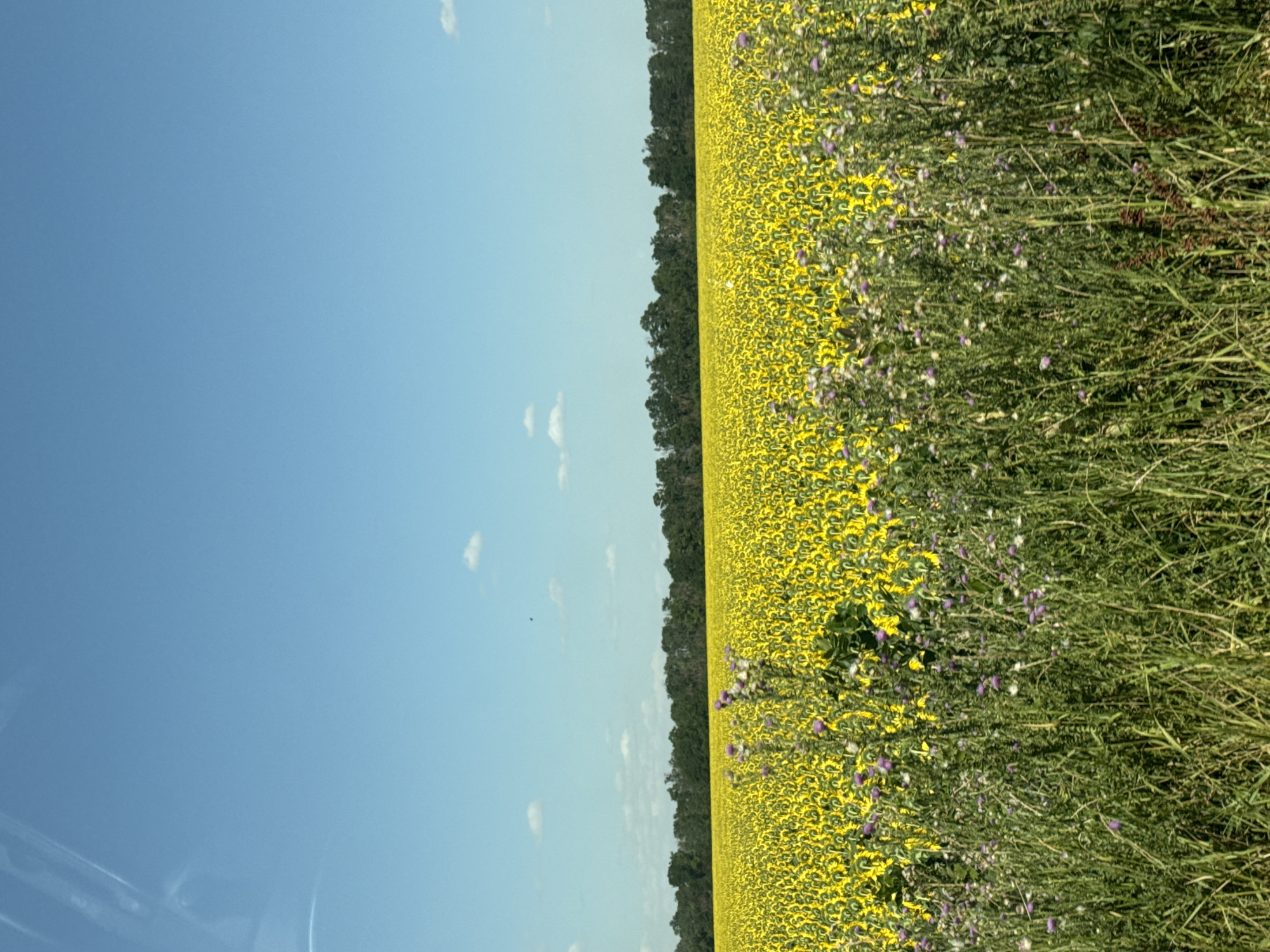 The image shows a vast field of sunflowers under a clear blue sky. In the foreground, there is a patch of tall green grass with some purple wildflowers. Behind the wildflowers, the entire field is covered with sunflowers, their yellow petals facing downwards, indicating it might be late in the day or the sunflowers are past their prime. A line of dark green trees forms a horizon across the middle of the image, separating the sunflower field from the sky. There are a few small, wispy white clouds scattered in the sky. The scene appears to be a rural landscape. There are no people or man-made structures visible in the image.