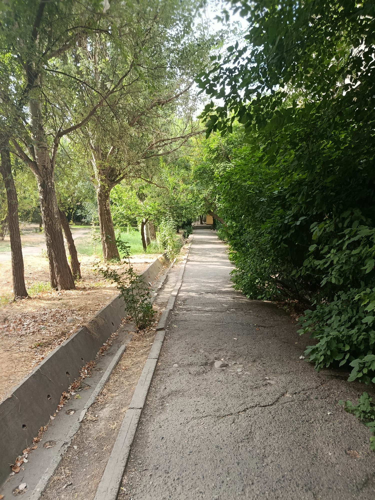 The image depicts a paved pathway in Bishkek City, Kyrgyzstan, bordered by a concrete drainage ditch on the left and dense green foliage on the right. Several trees with rough bark stand to the left of the pathway, their branches reaching towards the sky. The pathway itself is cracked and worn, with patches of dry leaves and debris scattered along its edge and in the ditch. The foliage on the right forms a thick hedge, casting shadows onto the path. In the distance, the pathway recedes into a lush, green environment, with more trees and vegetation visible. The scene suggests a park or a tree-lined street within an urban setting.