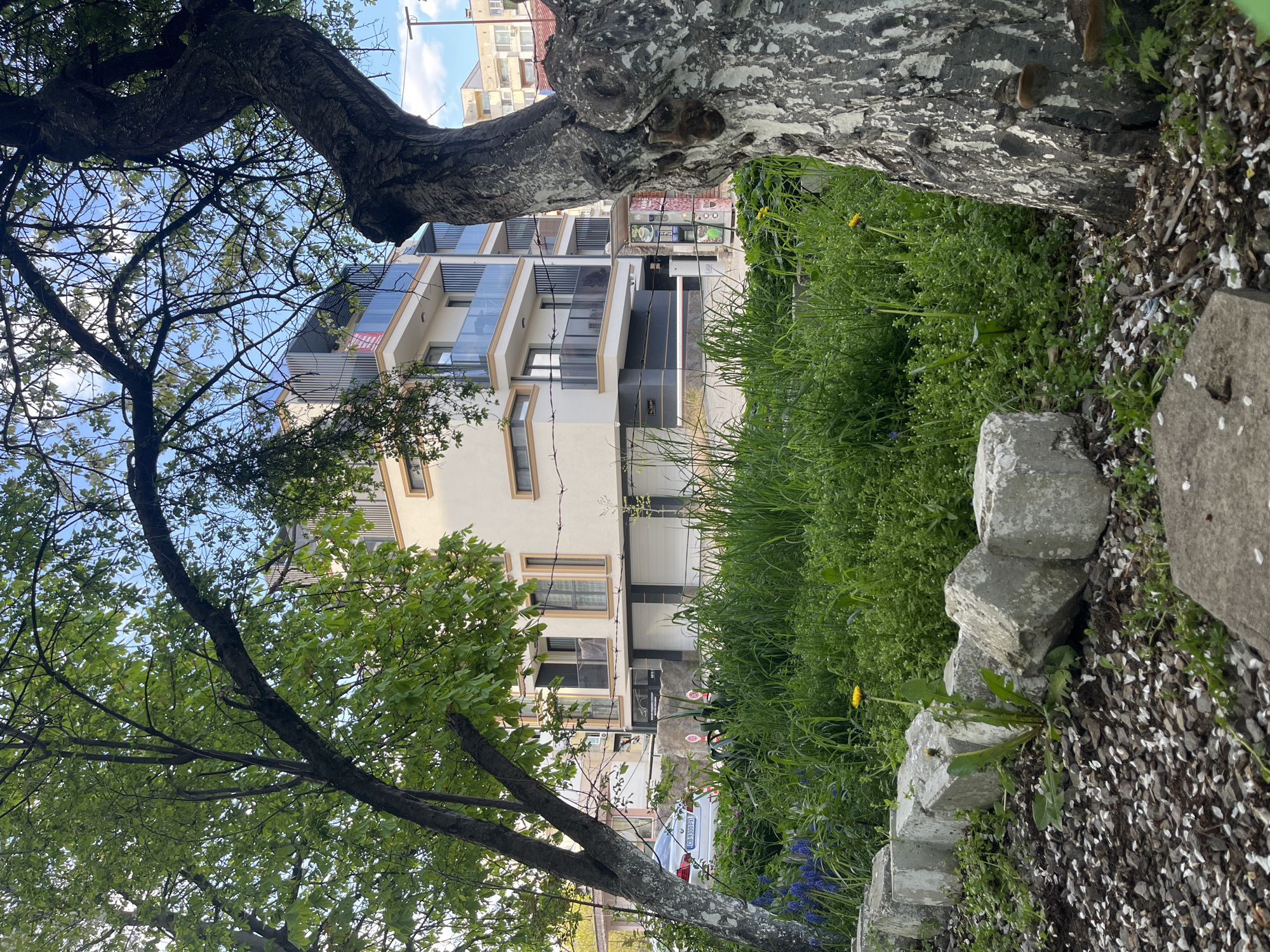 The image, originally oriented horizontally, depicts an urban scene blending natural elements with modern architecture under a bright blue sky with scattered white clouds, suggesting it's daytime.
In the foreground, a thick, gnarled tree trunk with distinctive mottled gray and white bark dominates the right side. To its left, a dense area of lush green grass and weeds is visible, dotted with several bright yellow dandelions and some small blue flowers. A row of rough-hewn grey stones or concrete blocks borders this grassy patch. On the left side, another tree with green foliage and thinner branches frames the view towards the buildings.
In the background, a prominent, modern multi-story residential building features light-colored walls, dark window frames, and glass balconies. Red banners, possibly indicating "NOU" (New) or "APT" (Apartments), are attached to some of these balconies. Near the building's base, a vending machine displaying various drinks and snacks is present. A silver car with a partially visible European-style license plate, showing the prefix "CL," is visible behind the foreground trees and grass, parked in front of one of the buildings. Further back, on the left, an older building is also partially visible.
The scene captures a peaceful coexistence of urban development and natural growth, without any explicit human activity taking place. The "CL" on the car's license plate may suggest a car registered in Călărași, Romania.