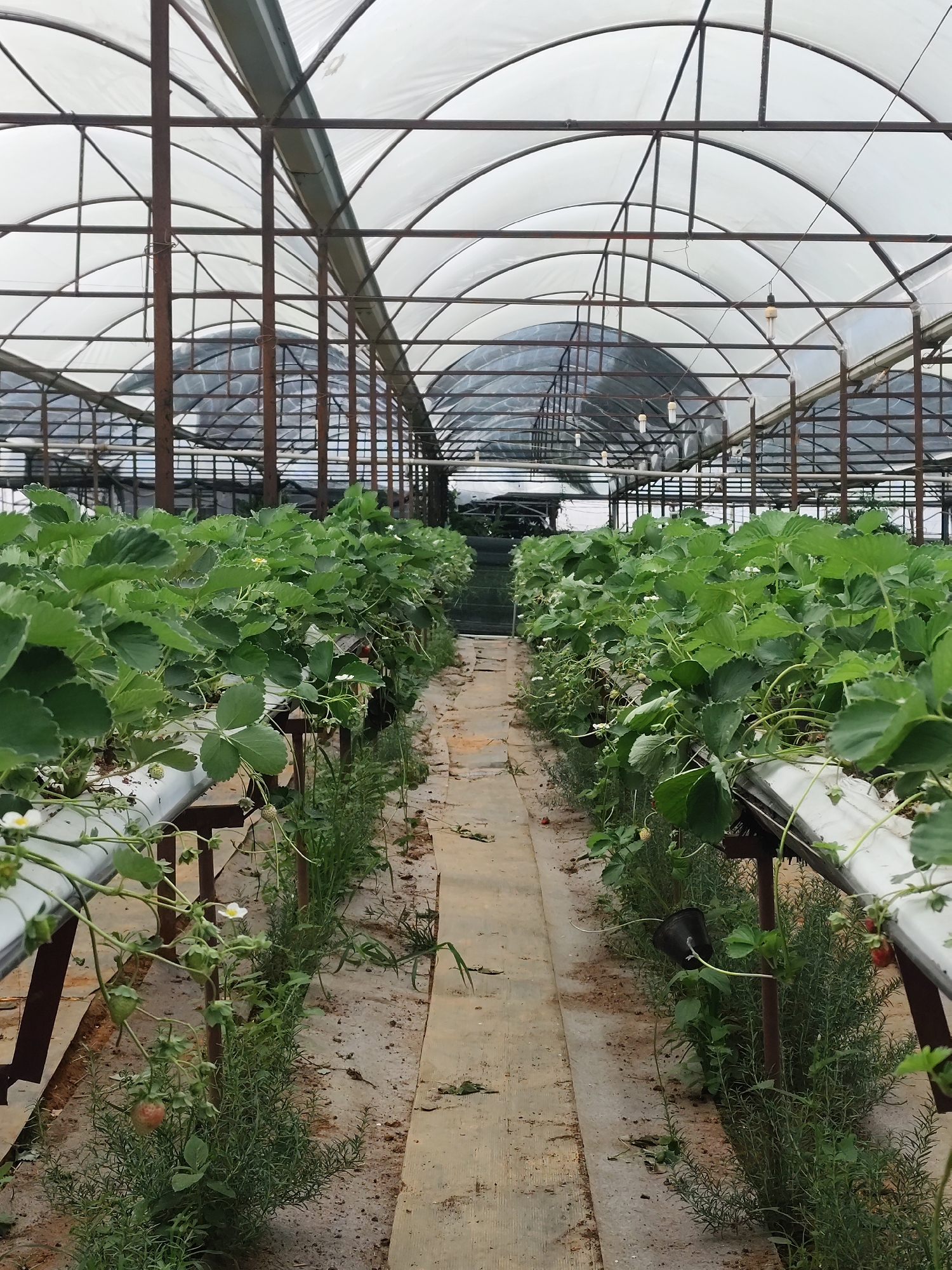 The image shows the interior of a greenhouse, likely located in Da Lat, Vietnam, given the region's agricultural focus. Rows of strawberry plants are cultivated in elevated gutters that are supported by metal frames. The ground between the rows appears to be a mix of dirt and wood. The greenhouse structure consists of metal supports and a translucent plastic roof, with additional shading nets visible in the background. There are no people visible in the scene.