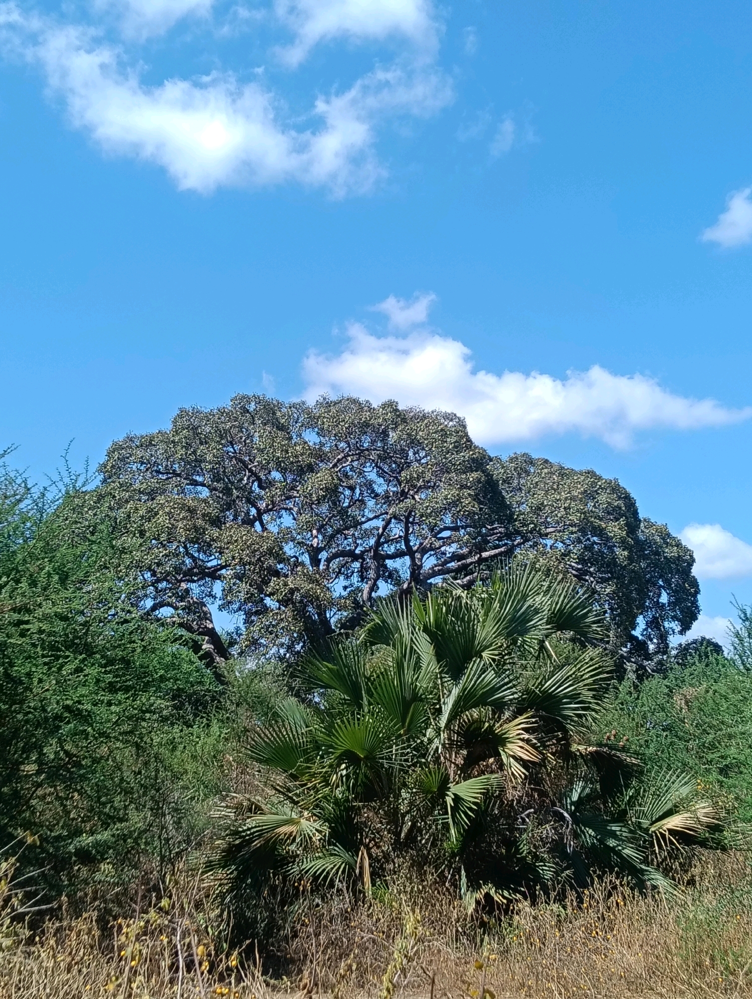 A wide-angle, vertical, eye-level shot depicts a dense, green landscape under a bright blue sky with scattered white clouds. The foreground is filled with dry, brown grasses and some small yellow flowers. Behind this, various green shrubs and bushes create a lush barrier. A prominent palm tree with large, fan-shaped fronds is situated in the mid-ground. Behind the palm tree, a massive, mature deciduous tree with dark, gnarled branches and a dense canopy of green leaves dominates the scene. The upper portion of the image is the clear blue sky. The scene appears to be a natural, uncultivated area. The location is the Mutitu/Kaliku ward in Kenya.