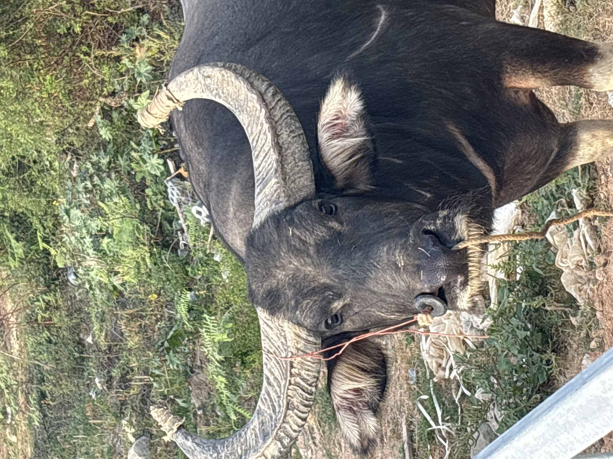 A close-up, high-angle, outdoor shot depicts a water buffalo with prominent, curved horns and a ring piercing its nose. The buffalo is secured with rope. Vegetation is visible in the background, and debris is scattered around the scene. The image was taken in the city of บ้านบางรักษ์, Thailand.