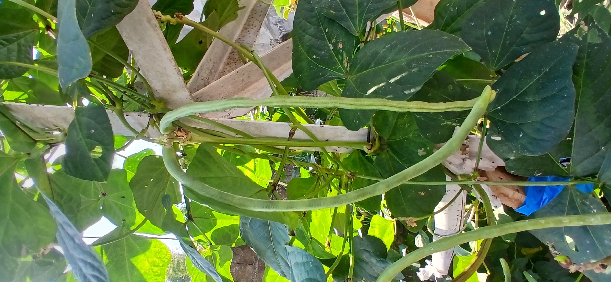 In Pejaten, Indonesia, a close-up, eye-level shot captures a cluster of long, green beans hanging from a vine. The beans are slender and elongated, with slight curves, and appear to be unripe. They are supported by a wooden trellis structure, which is partially visible in the background. The leaves of the bean plant are large and green, some showing signs of minor damage, such as small holes. The scene is illuminated by natural sunlight, casting bright highlights on the foliage and creating a sense of a garden environment. The background is slightly blurred, suggesting the focus is entirely on the beans and their immediate surroundings.