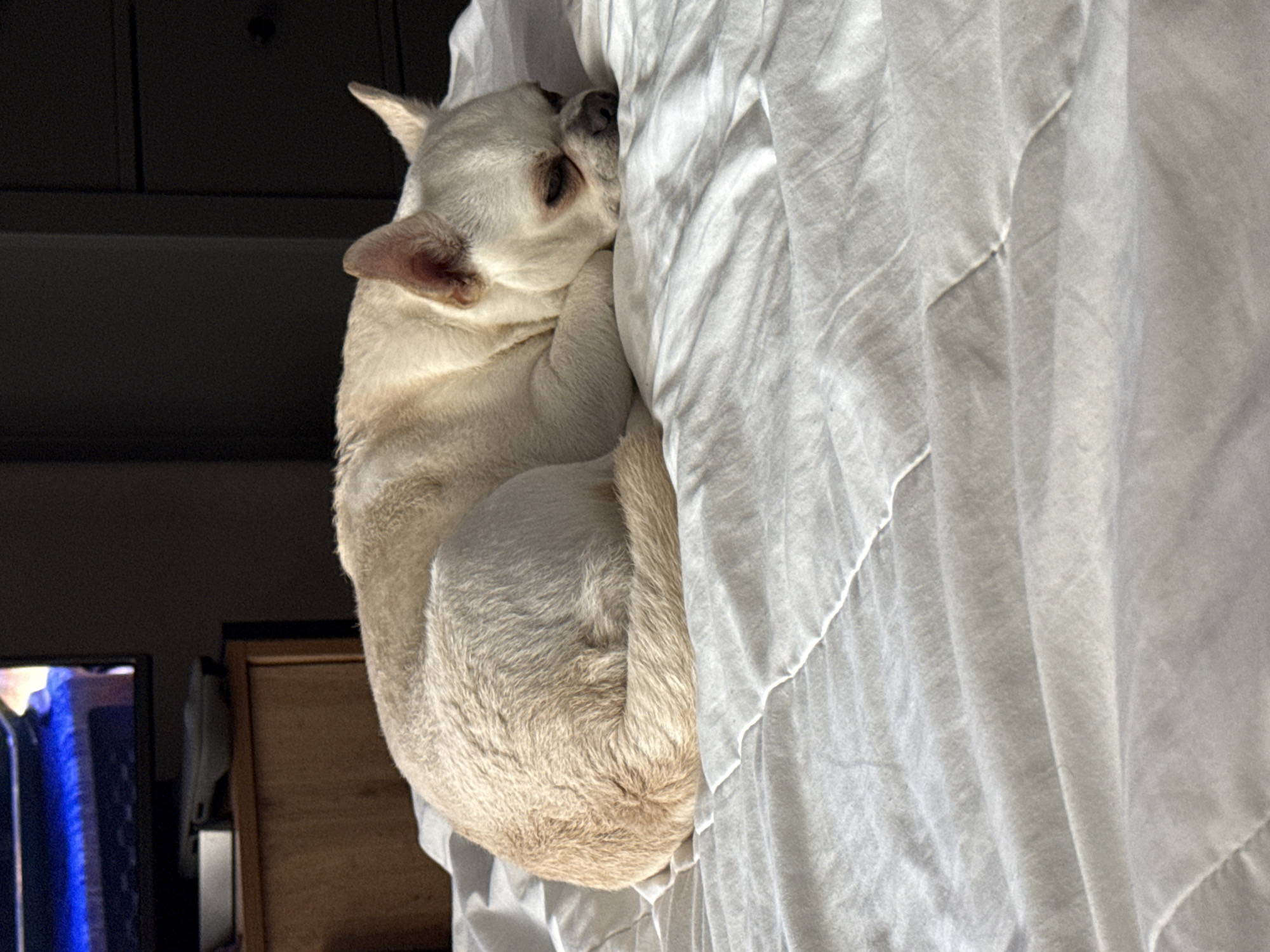 A light-colored dog, possibly a French Bulldog, is sleeping curled up on a white quilted comforter in a bedroom. The dog is facing left, with its head resting on its paws. The comforter is wrinkled. In the background, a dark wooden dresser with a drawer pull is visible. To the left, a portion of a wooden cabinet with a television on top is also visible. The scene is dimly lit, suggesting it is indoors. There is no information to suggest the location is in Minsk, Belarus.