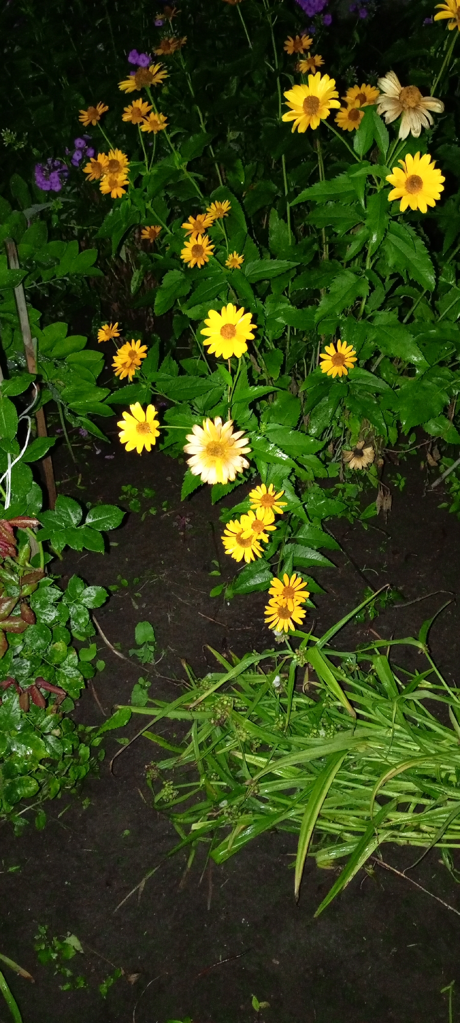 The image depicts a patch of garden in Kirsanov, Russia, with a focus on yellow and pale yellow flowers with dark centers, interspersed with lush green foliage and some purple flowers in the background. The ground is dark soil, wet from rain, with blades of grass and some small green plants growing near the bottom. A thin metal stake is visible on the left side of the image, partially obscured by leaves. The overall impression is a naturalistic garden scene, likely photographed after rainfall, as evidenced by the dew or water droplets on the leaves. There are no people or animals present in the frame.