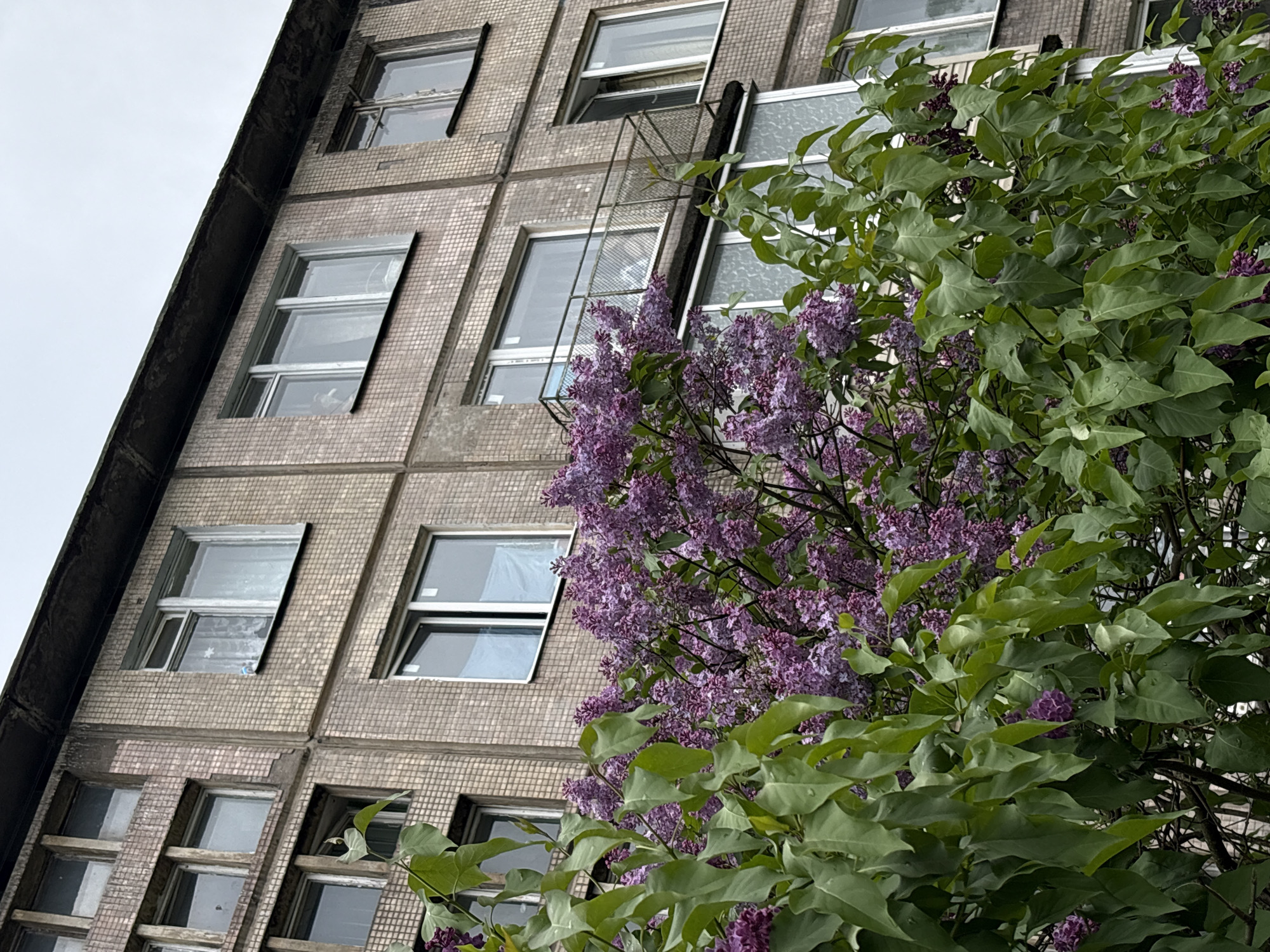 An eye-level, slightly skewed shot captures a drab, tile-clad building, possibly in Saint Petersburg, Russia. The building features regularly spaced windows, some partially open. A metal fire escape ladder is visible against the building's facade. A lilac bush with dense, purple flowers and green leaves dominates the right side of the frame. The sky is overcast, casting a flat light.