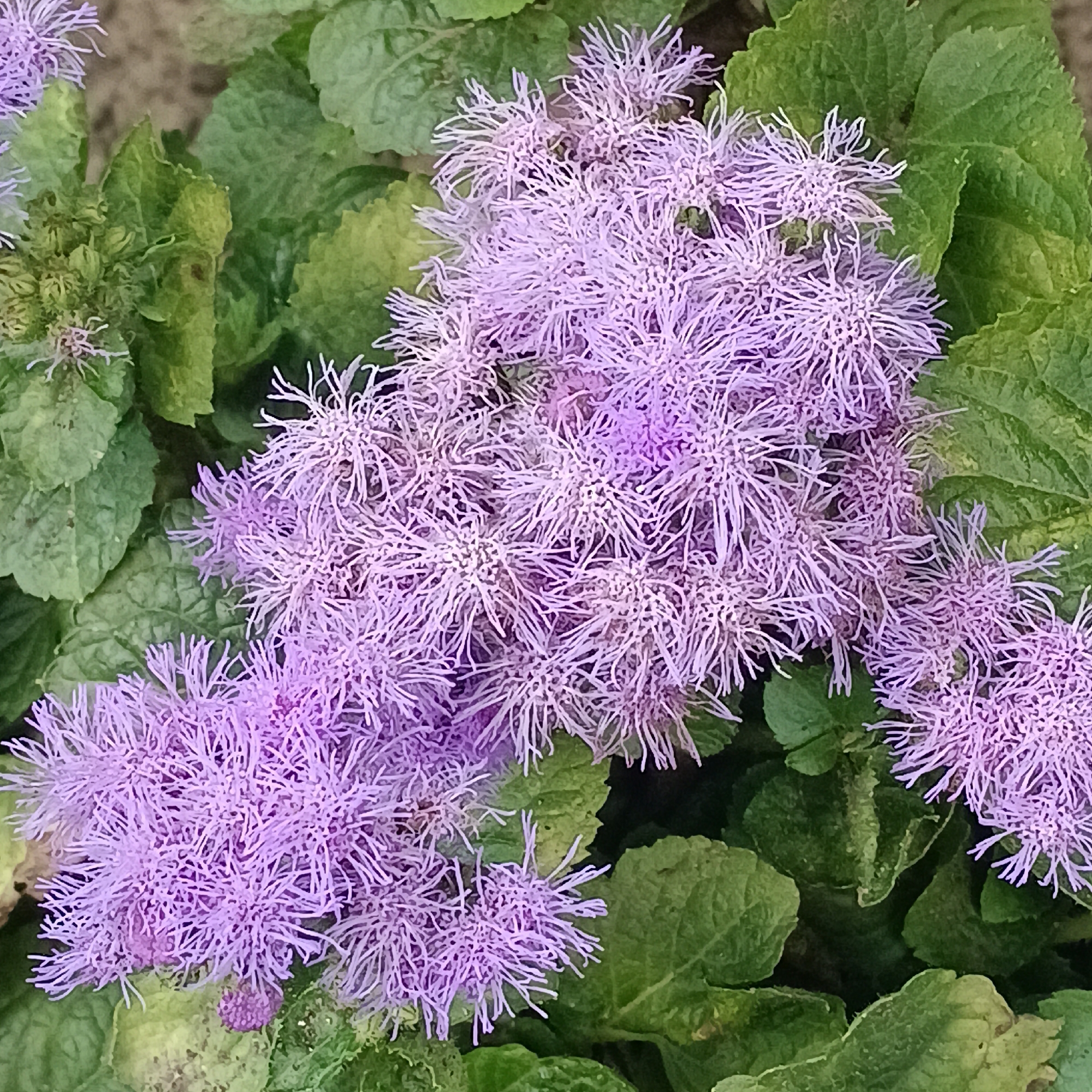 The image is a close-up, high-angle shot of a cluster of fluffy, lavender-colored flowers amidst lush green foliage. The flowers are small and tubular, clustered together to form larger, puffball-like blossoms. Their delicate, thread-like petals create a soft, almost ethereal texture. The leaves are broad, with visible veins and a slightly textured surface. The background is softly blurred, suggesting a natural outdoor setting, possibly a garden or park. No people or specific landmarks are visible in the image. The scene is static, focused solely on the botanical details of the flowers and leaves. The setting is not identifiable as Samara, Russia, or any other specific city.