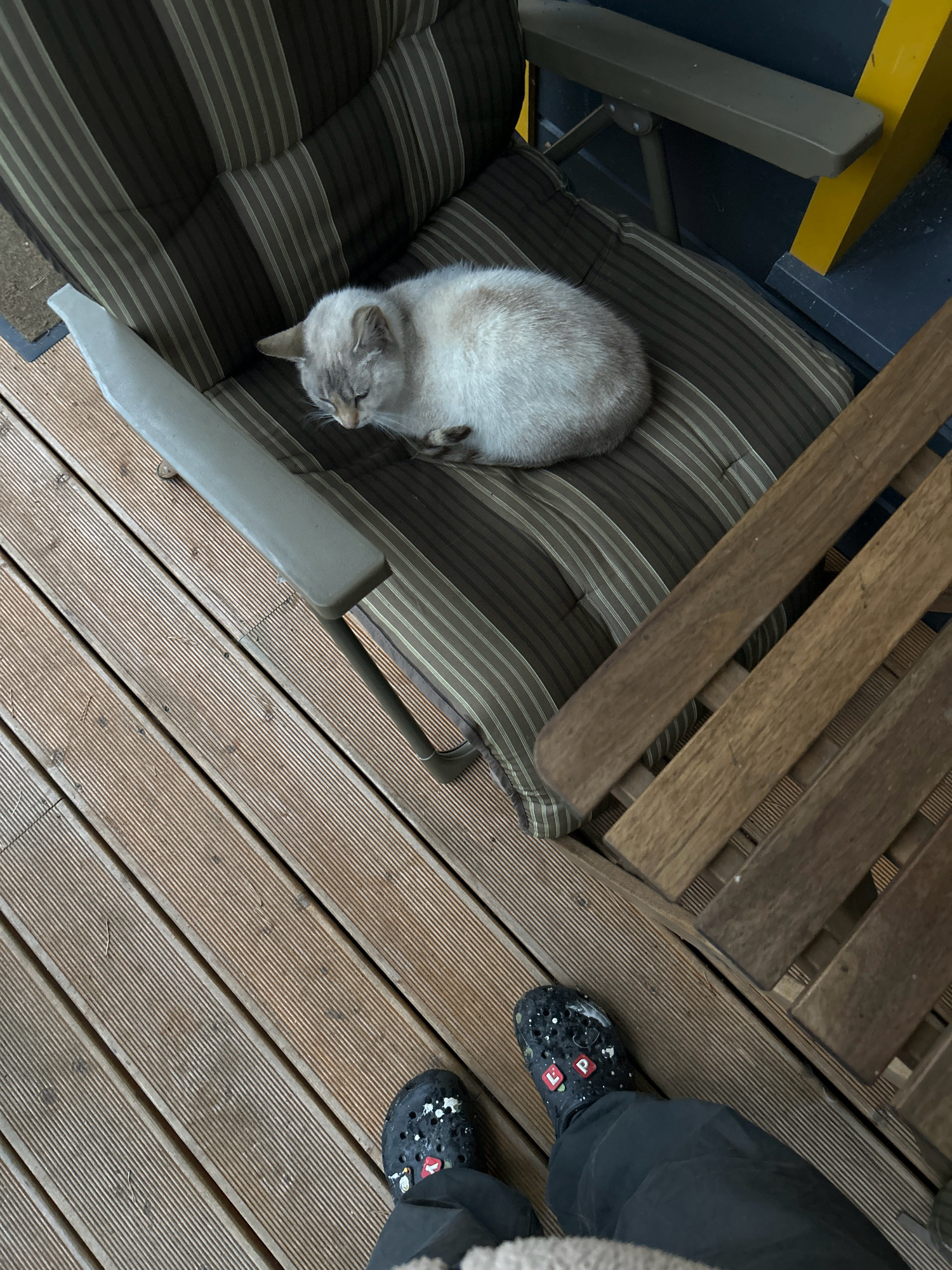 A light-colored cat is sleeping on a striped cushion on a chair. The chair is on a wooden deck. In the foreground, a person wearing black pants and black Crocs is standing on the deck. The scene is outdoors, possibly on a balcony or patio. There is no indication of the city of Shepelyovo, Russia.