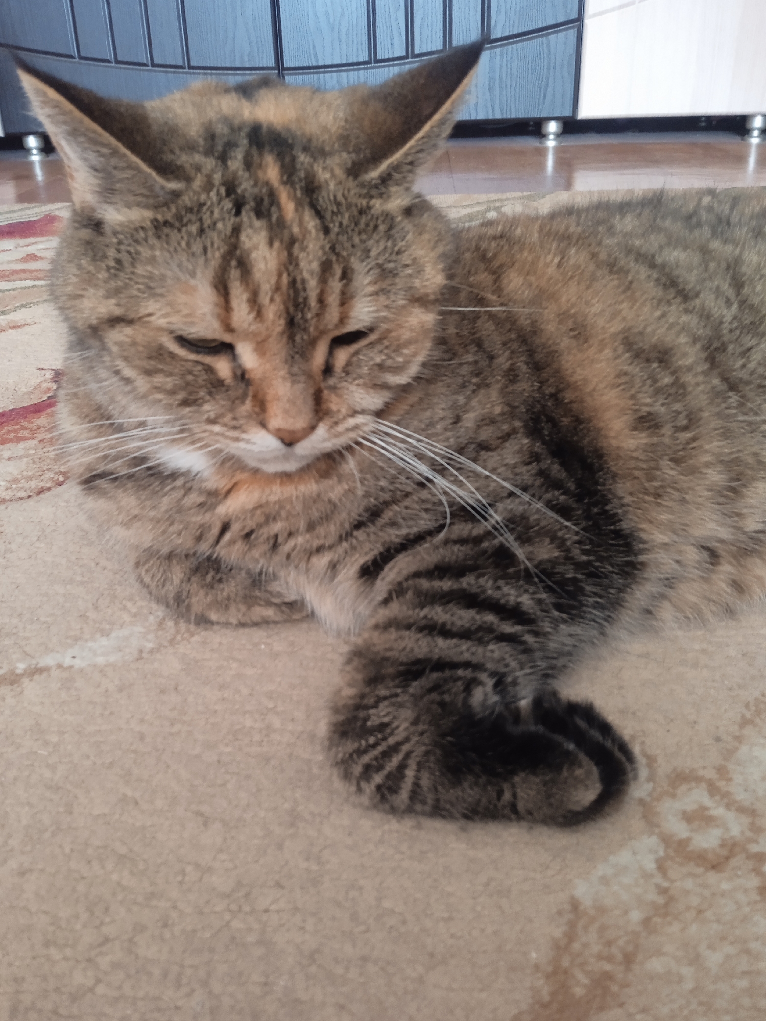 The image shows a tabby cat lying on a light-colored carpet with a subtle patterned design. The cat is positioned in the center of the frame, facing towards the left with its eyes partially closed. Its fur has a mix of brown, black, and orange stripes. The cat's front paws are tucked underneath its body, with one paw visible in the lower right corner of the image, curled inwards. In the background, a portion of what appears to be a cabinet with vertical paneling is visible, as well as a hint of a wooden floor. The lighting suggests an indoor setting. There are no people present in the image. The scene is static and shows a domestic animal resting. The location in Lida, Belarus is not discernible from the visual information provided in the image.