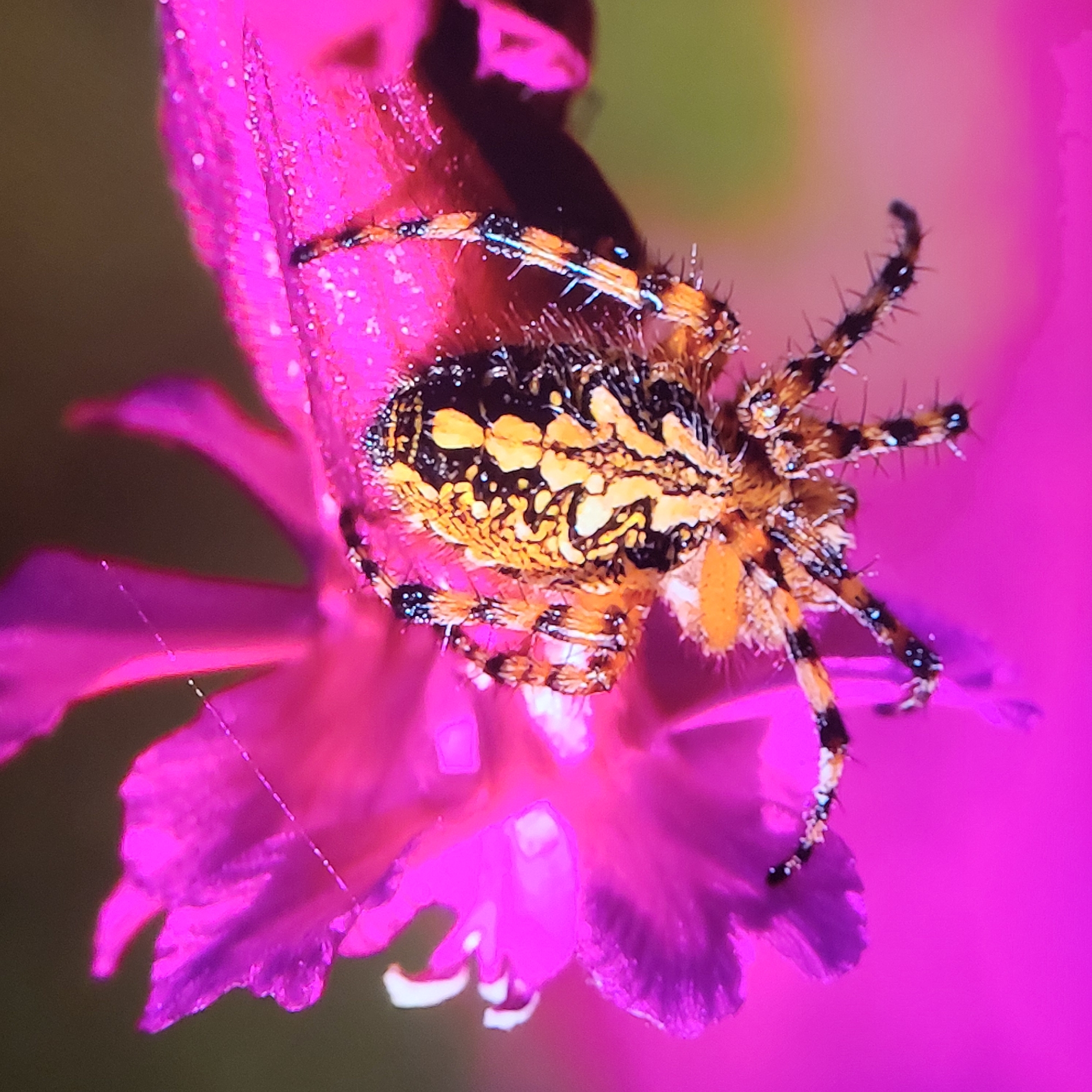 A spider is positioned on a bright pink flower. The spider has a yellow and black pattern on its body and banded legs. The flower has a slightly frayed petal edge. A strand of spider web is visible on the left side of the flower. The background is blurred and out of focus. The location of the image is unknown.