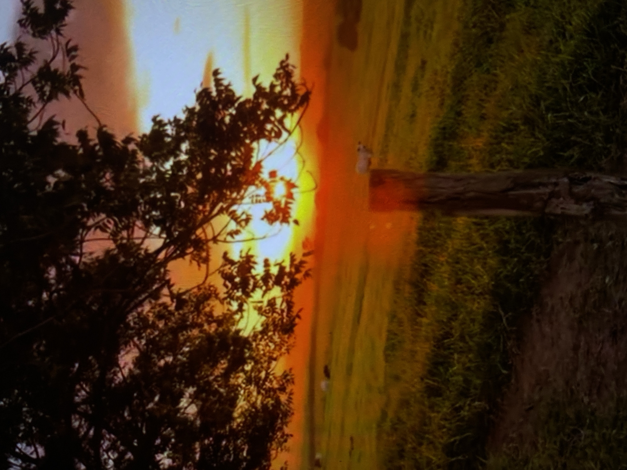 This media file presents a vibrant rural landscape scene, likely captured during either sunrise or sunset, characterized by a dramatic interplay of light and shadow. The image appears to be rotated 90 degrees clockwise.
In the foreground, a large, dark tree with dense foliage occupies the left side of the frame (when corrected for orientation). Its branches and leaves are silhouetted against an intensely bright sky, suggesting the sun is positioned directly behind or slightly within its canopy. The sky exhibits brilliant hues of yellow, orange, and red around the sun's immediate vicinity, transitioning to lighter tones and blues further away.
To the right of the tree, an expansive open field or pasture stretches horizontally across the scene. This area is covered in green and golden grasses, warmly illuminated by the low sun. A single, dark wooden post, possibly a fence post, stands vertically in the mid-right section of the field. Near this post, a small, light-colored animal, resembling a goat, sheep, or a small dog, is visible. Other smaller, indistinct shapes are scattered further in the field, possibly indicating more animals grazing.
The atmosphere is serene and natural, with the strong backlighting creating a peaceful yet vivid tableau. There is no visible text in the image. The setting is consistent with a rural environment in Tinaquillo, Venezuela.