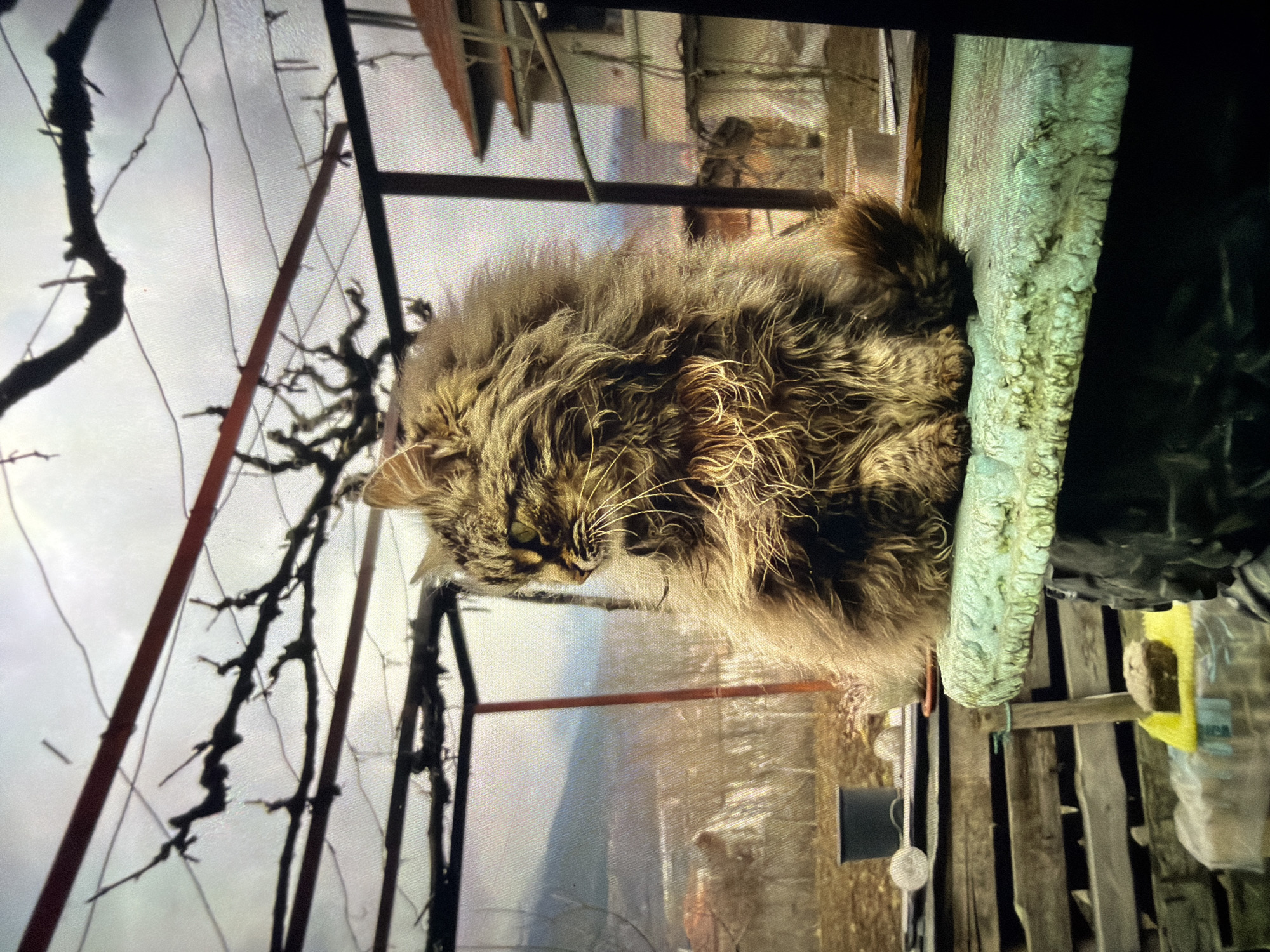 A fluffy, long-haired tabby cat rests on a moss-covered surface. The cat is positioned on an outdoor structure. A vine with bare branches is visible in the foreground. In the background are buildings and a distant landscape suggesting a location with some elevation. Given the mention of Reigate and Banstead, United Kingdom, the scene could potentially be within a garden or outdoor space in a residential area of this borough, though specific landmarks are not discernible to pinpoint the exact location. The lighting suggests it is daytime.