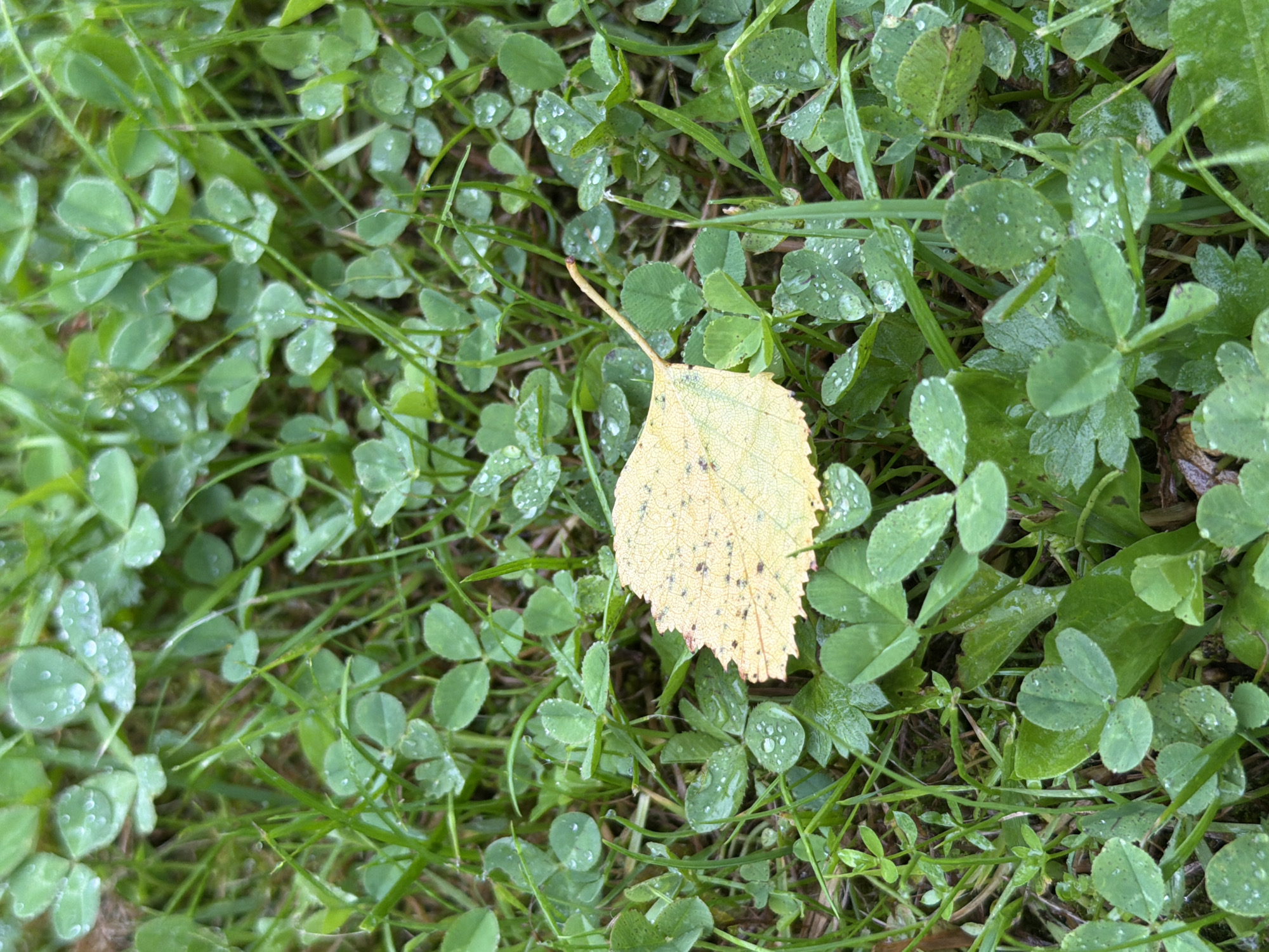 A single yellow leaf with brown speckles rests on a bed of vibrant green clover and grass. The clover leaves, each consisting of three heart-shaped leaflets, are adorned with numerous water droplets, indicating a recent rain or dew. Blades of green grass intersperse the clover, some appearing taller and more robust than the clover itself. The background is a soft blur of green foliage, suggesting a shallow depth of field. The scene is an outdoor environment, likely a park, garden, or natural area in Domodedovo, Russia, given the context. There are no people or animals visible in the image, and no actions or interactions are depicted. The overall impression is one of natural beauty and freshness after a rain.