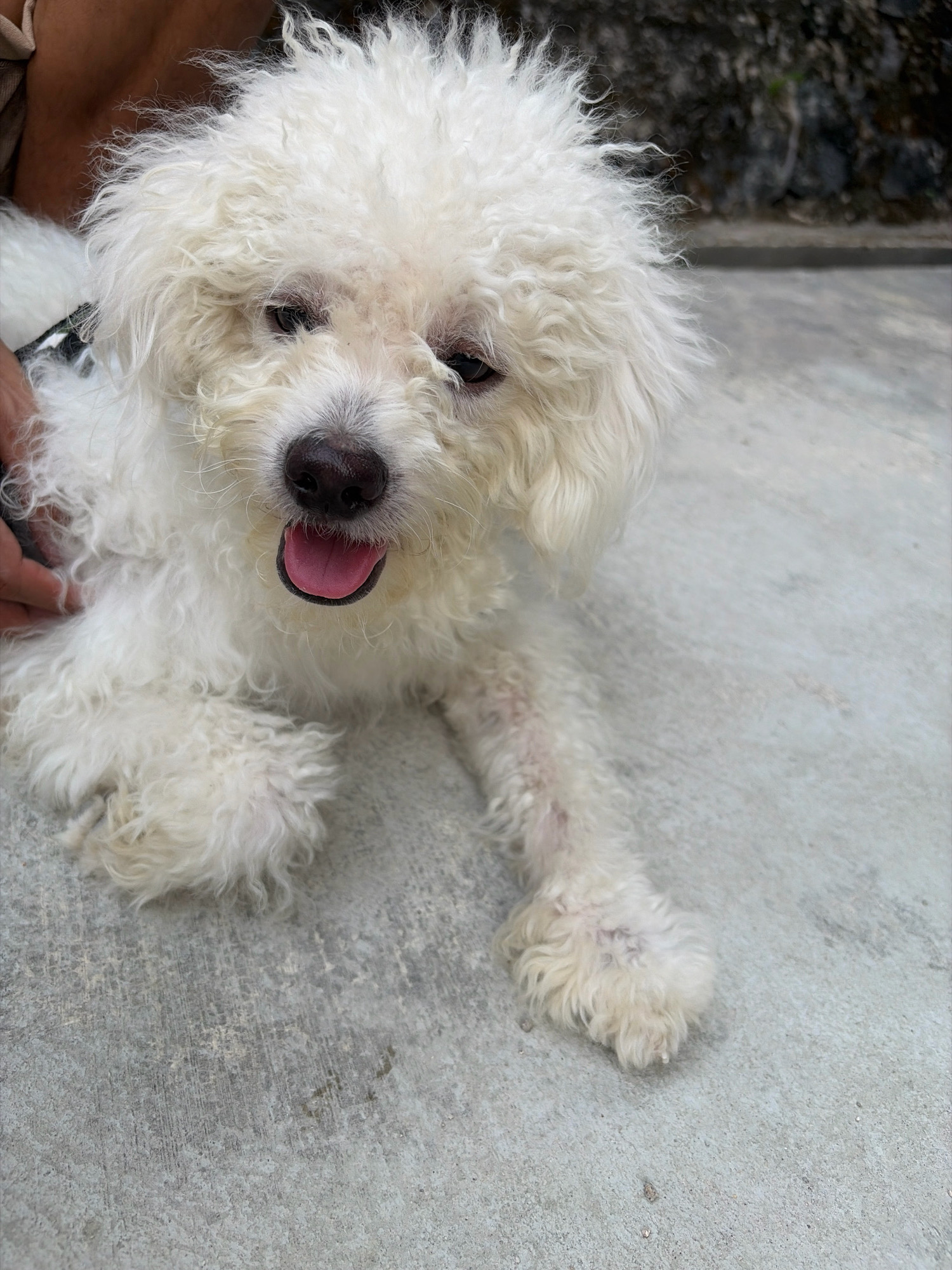 A close-up, high-angle shot shows a small, white, curly-haired dog with its tongue slightly out, lying on a gray concrete surface. The dog's fur is fluffy and appears somewhat unkempt. Its eyes are dark and appear slightly droopy. To the left of the dog, a human hand is visible, gently touching the dog's fur. The background consists of a gray concrete wall with some dark, rocky textures and a hint of greenery. The lighting suggests an outdoor setting, possibly in daylight. This scene is likely located in the city of Tanjung Pinang, Indonesia, given the provided context.