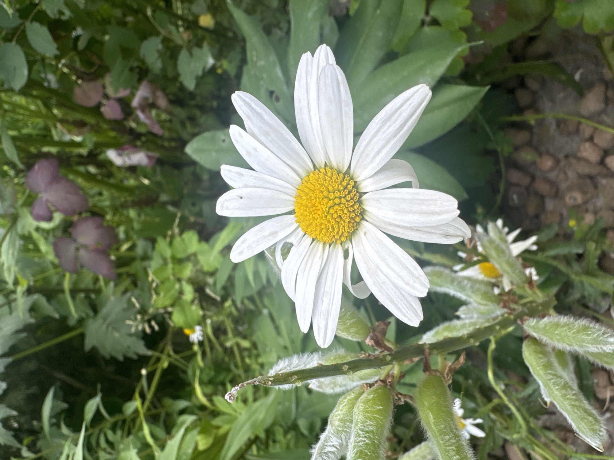 A close-up, eye-level, vertical outdoor shot captures a white daisy with a bright yellow center in the foreground. The daisy's petals are pointed and slightly curled. To the left of the daisy, a plant stalk displays several fuzzy, green seed pods, one of which is open at the top, revealing small seeds. The background is filled with lush green foliage and some reddish-purple leaves, indicating a garden or natural setting. Small white flowers with yellow centers are scattered throughout the background. The ground beneath is covered with small, reddish-brown pebbles. The scene appears to be located in the city of Koklaisai, Kazakhstan.