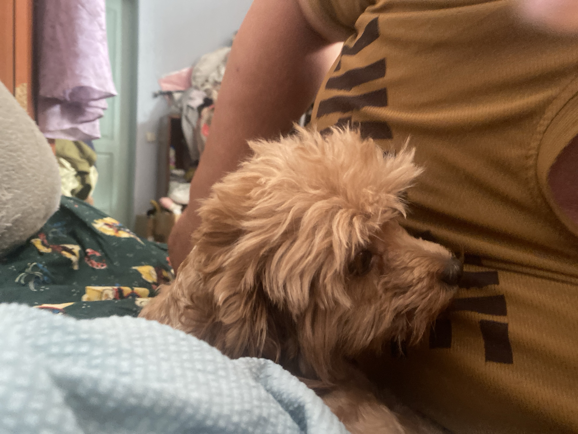 An overhead, close-up shot captures a small, light brown, fluffy dog nestled against the torso of an unidentified individual wearing a mustard-yellow t-shirt with a dark brown striped pattern. The dog's face is turned to the right, with its snout touching the t-shirt. In the background, a light blue textured blanket is visible in the foreground, and to the left, a patterned green fabric. Further back, a portion of a pink draped garment is visible against a light-colored wall, and some indistinct clutter can be seen. The image appears to be taken indoors. The location of Dnipro, Ukraine, is not discernible from the visual information provided.