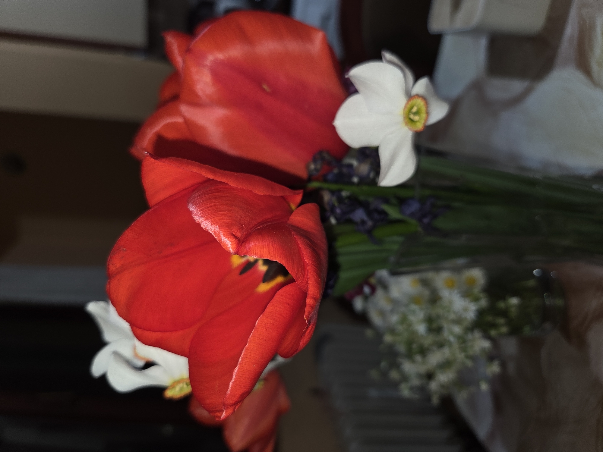 A close-up photograph displays a bouquet of flowers, featuring prominent red tulips and a white daffodil. The composition includes smaller white flowers with yellow centers, and what appears to be purple lavender or a similar dark-colored floral element. The photograph's depth of field is narrow, with the background slightly blurred. The environment appears to be indoors. The image is taken in the city of Pleven, Bulgaria.