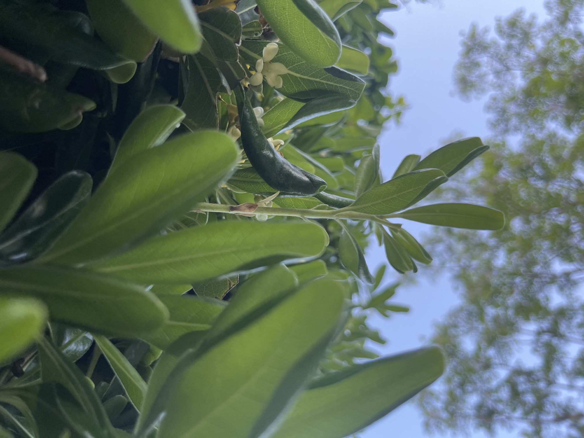 A low-angle, close-up shot captures a vibrant green plant against a light blue sky in Budva, Montenegro. The primary subject is a dark green, elongated, somewhat curved object, appearing to be a developing fruit or seed pod, hanging from a branch towards the upper center of the frame. Small, light-colored, five-petaled flowers are visible on the same branch and among the surrounding foliage.
Numerous glossy green leaves fill the foreground and midground, with some sharply in focus, revealing vein patterns, while others are softly blurred, creating a sense of depth. The leaves have a slightly leathery texture and varying shapes, typical of a shrub or small tree like Pittosporum tobira. In the background, a clear, bright blue sky dominates the upper right, with soft, out-of-focus green foliage from distant trees suggesting a sunny, pleasant day. There is no visible activity or text.