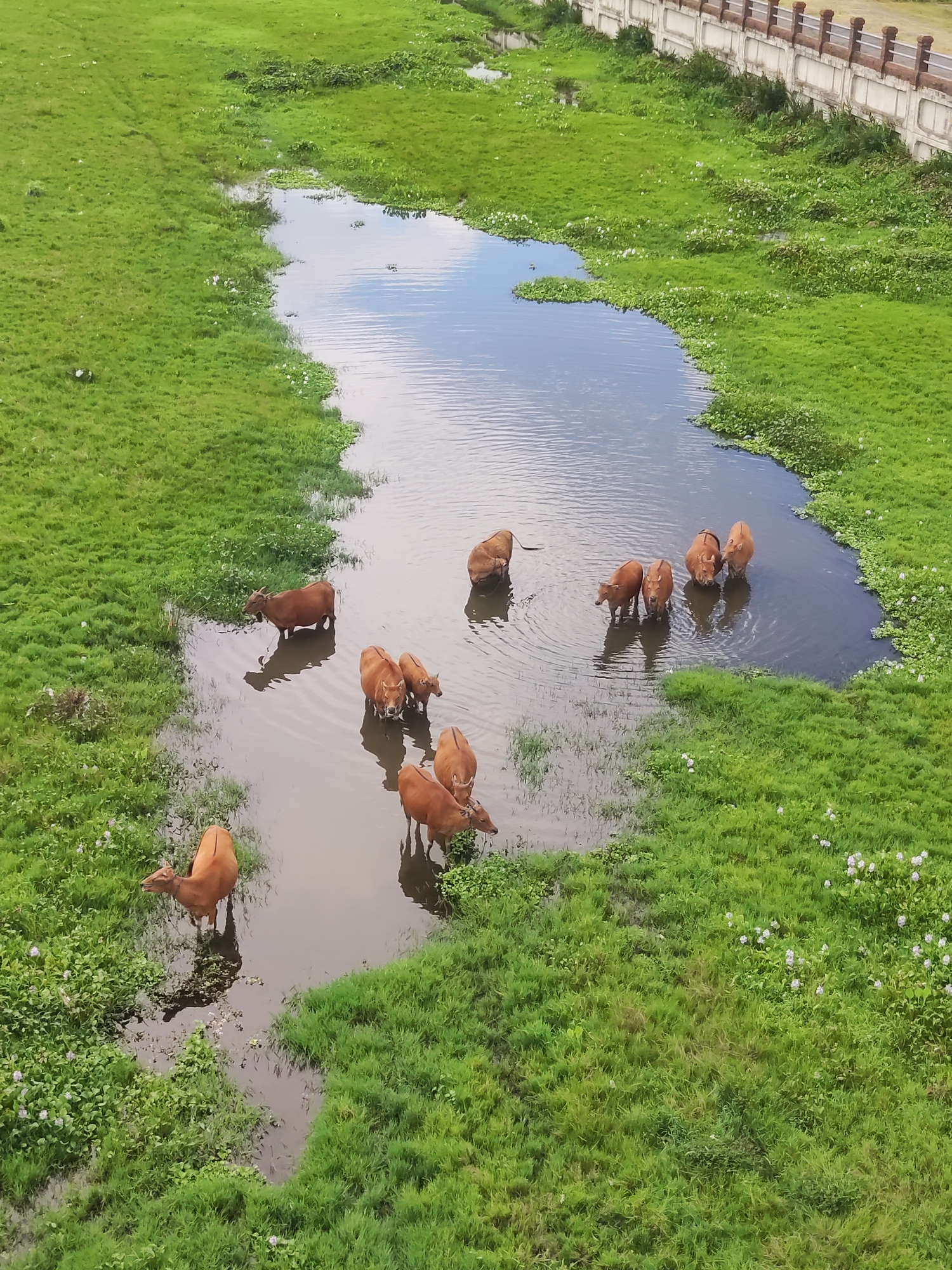 The image depicts a group of brown cattle wading in a body of water surrounded by lush green vegetation. The water is reflecting the sky and some of the surrounding vegetation. The location is Jumpai, Indonesia. In the upper right of the image there is a bridge with a pale colored fence on top of it.