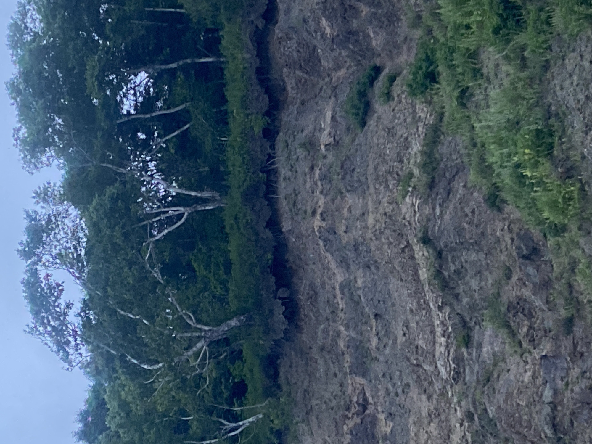This image captures a natural landscape featuring a rocky cliff face topped with a dense line of trees and shrubs. The cliff occupies the lower two-thirds of the frame, displaying a rugged, textured surface in shades of gray and brown. Sparse green vegetation grows on the cliff face, particularly towards the bottom. Above the cliff, a horizontal band of lush green foliage runs across the mid-section of the image. This vegetation transitions into a canopy of trees with lighter bark, possibly birch, and darker green leaves, which dominate the upper portion of the frame. The sky, visible in the top sliver, is a muted, overcast gray. The scene appears to be in an undeveloped or natural area, possibly a coastal region given the rocky terrain. The location in Korsakov, Russia, suggests a potentially temperate climate with deciduous trees. There are no people or man-made structures visible in the image.