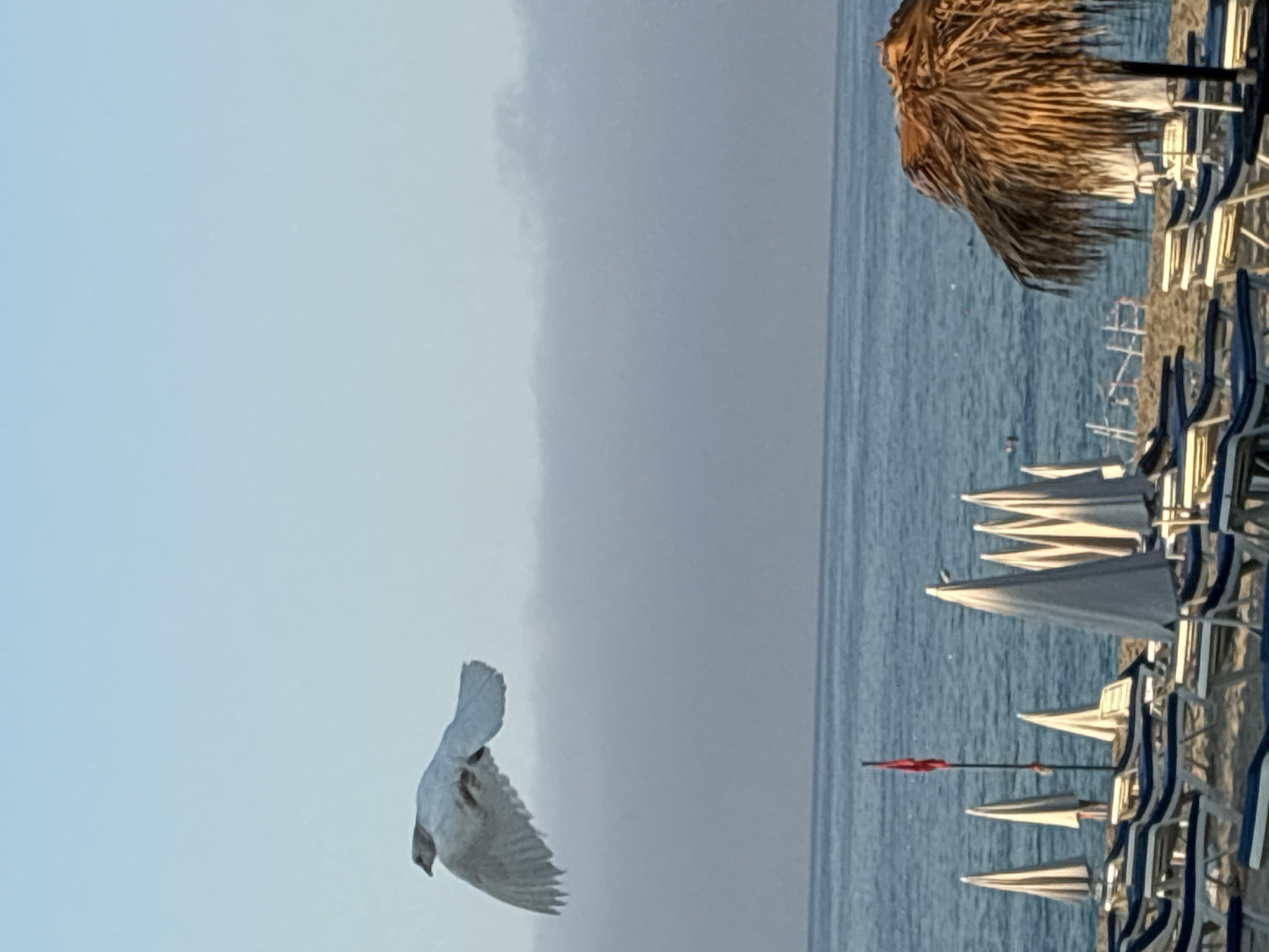 A bird is captured mid-flight against a pale blue sky at a beach in Alanya, Turkey. The bird, with white and gray plumage, is positioned in the upper left quadrant of the image, its wings spread wide. Below the bird, the turquoise waters of the Mediterranean Sea stretch to the horizon, meeting a band of soft, hazy clouds. The foreground is occupied by a sandy beach lined with rows of empty lounge chairs and closed beach umbrellas, suggesting an early morning or late afternoon setting. A traditional thatched umbrella stands prominently on the right, its straw texture contrasting with the fabric umbrellas. A red flag flies on a pole near the water's edge. The scene is peaceful, with no people visible in the immediate foreground, though a few faint figures can be seen in the distance in the sea. The overall impression is one of tranquility and the natural beauty of the Alanya coastline.