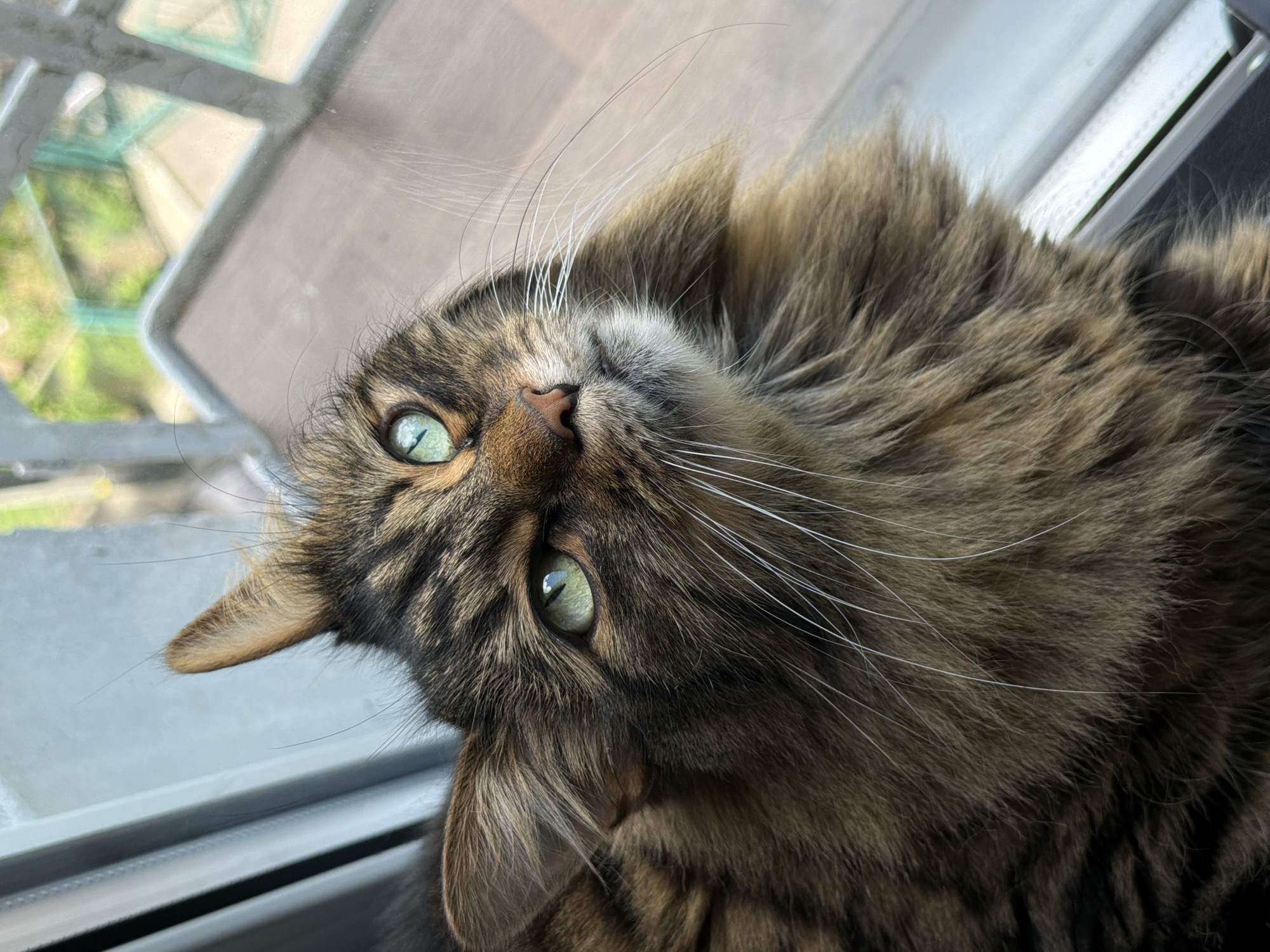 A close-up, high-angle, medium shot captures a brown tabby cat with green eyes looking upwards in front of a window. The cat's fur is a mixture of brown and black stripes, with long white whiskers fanning out from its face. The window behind the cat has a faint reflection of greenery and a metal railing. The lighting suggests it is daytime.