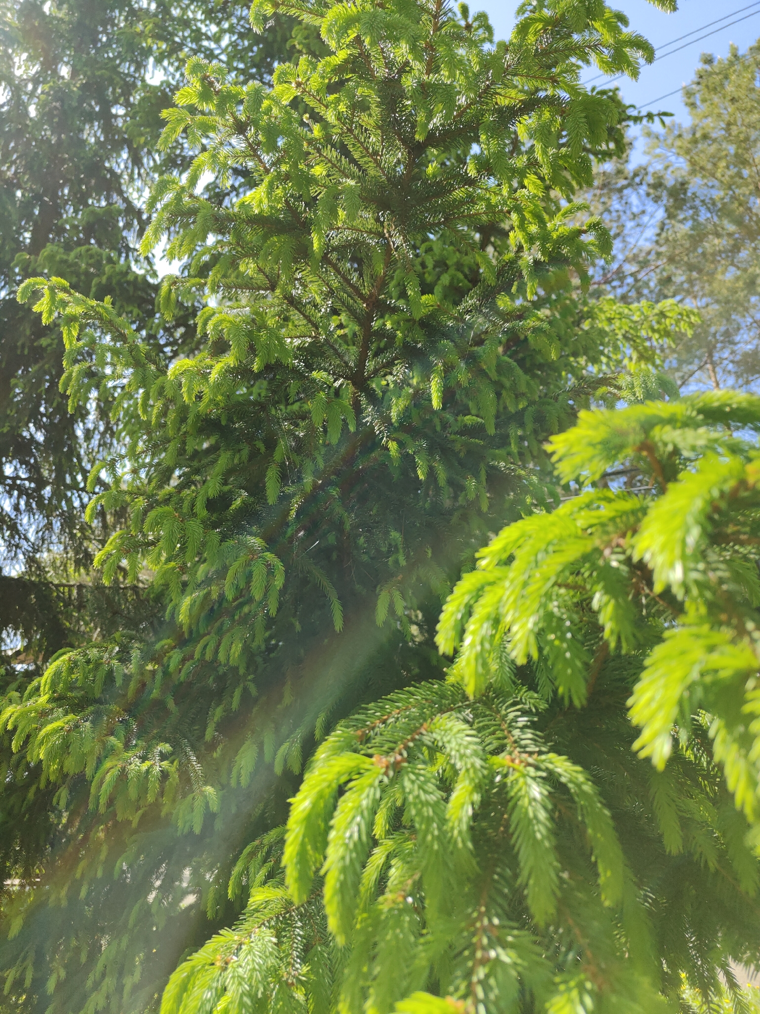 The image shows a close-up view of a lush green coniferous tree, possibly a spruce or fir, with vibrant new growth illuminated by sunlight. The branches in the foreground are more sharply focused, showcasing the individual needles and their texture. A faint rainbow or light refraction effect is visible towards the bottom left, adding to the overall bright and natural feel of the scene. There is no indication of the location in the city of Unknown, Unknown.