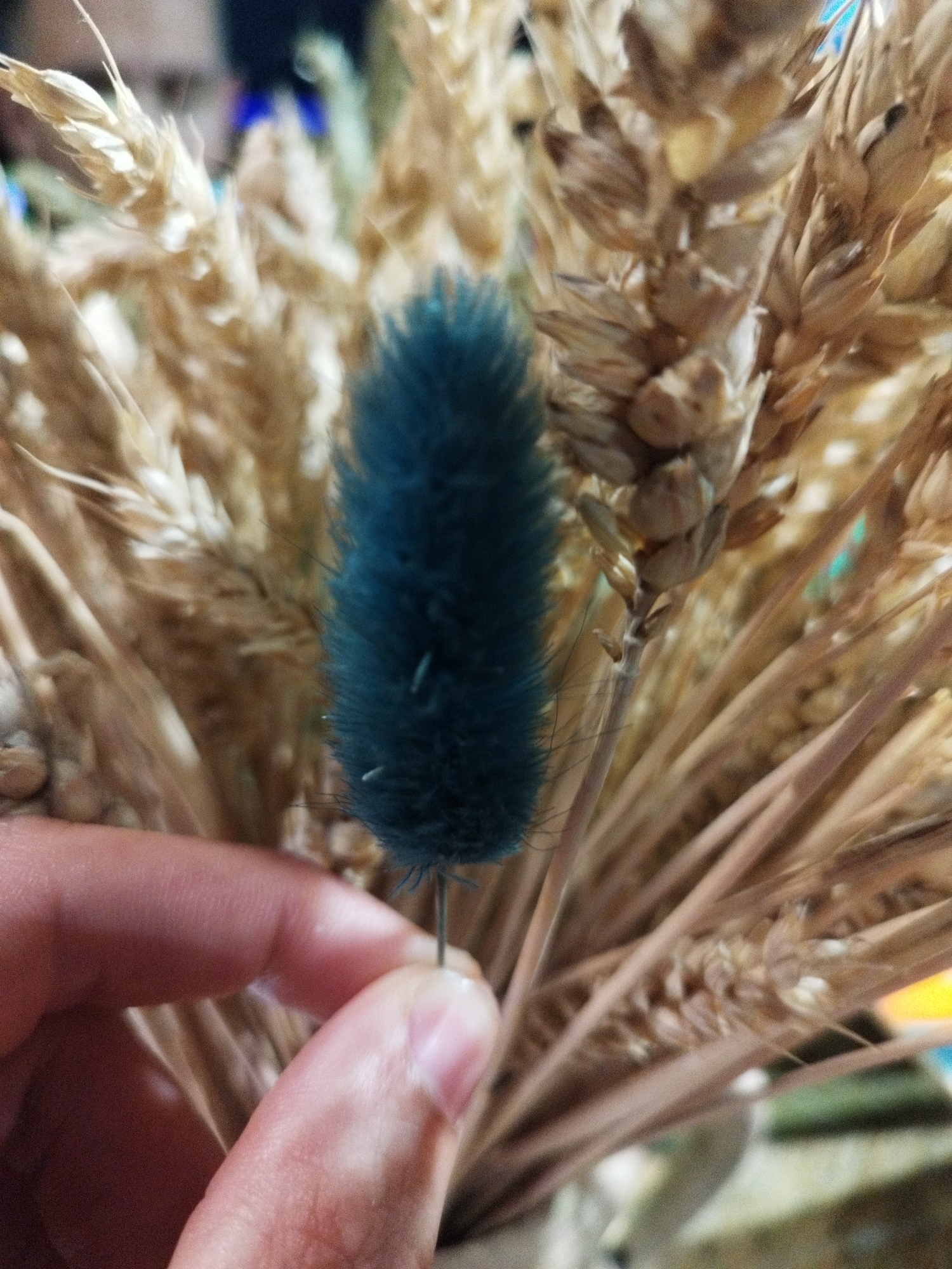 A close-up, low-angle shot shows a person's hand holding a fuzzy, teal-colored dried flower stem. The flower is in focus, positioned in the center of the frame, while the background consists of dried wheat stalks. The wheat stalks are a golden-brown color and are blurred, suggesting a shallow depth of field. The hand is light-skinned with visible fingernails and is holding the flower stem between the thumb and index finger. The lighting appears to be natural, coming from the left. The scene is indoors, with the background suggesting a decorative arrangement. The image does not contain any elements that would allow for the identification of a specific location in Smolyan, Bulgaria.