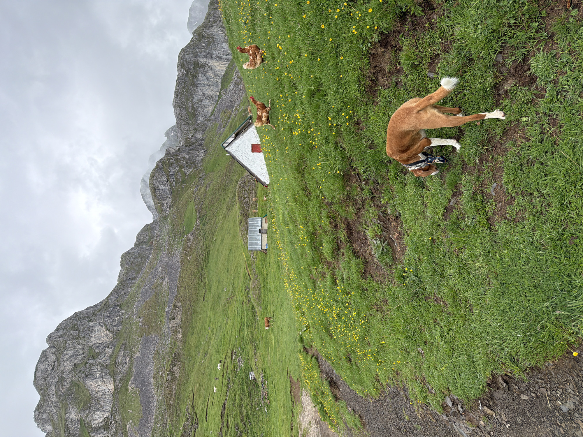 An outdoor image captures a serene, mountainous landscape in Mala Lukavica, Montenegro, under an overcast sky. The foreground features a vibrant green grassy slope, abundant with small yellow wildflowers. A brown and white dog, wearing a blue and white collar, is seen stretching or rolling on the grass, with its rear end raised and head on the ground.
Further into the scene, a small, white house with a grey roof and a red window or shutter stands on the hillside. Near the house, three brown chickens are scattered, foraging in the grass. To the left of the house, a smaller shed-like structure with a translucent roof is visible. The midground and background are dominated by imposing, rocky grey mountains that rise steeply, with some peaks partially obscured by low-hanging clouds or mist. On a distant section of the green hillside, a brown cow and several lighter-colored animals, possibly sheep or goats, are grazing. The sky is uniformly grey and cloudy. No visible text is present in the image. The overall impression is one of peaceful rural life set amidst rugged natural beauty.