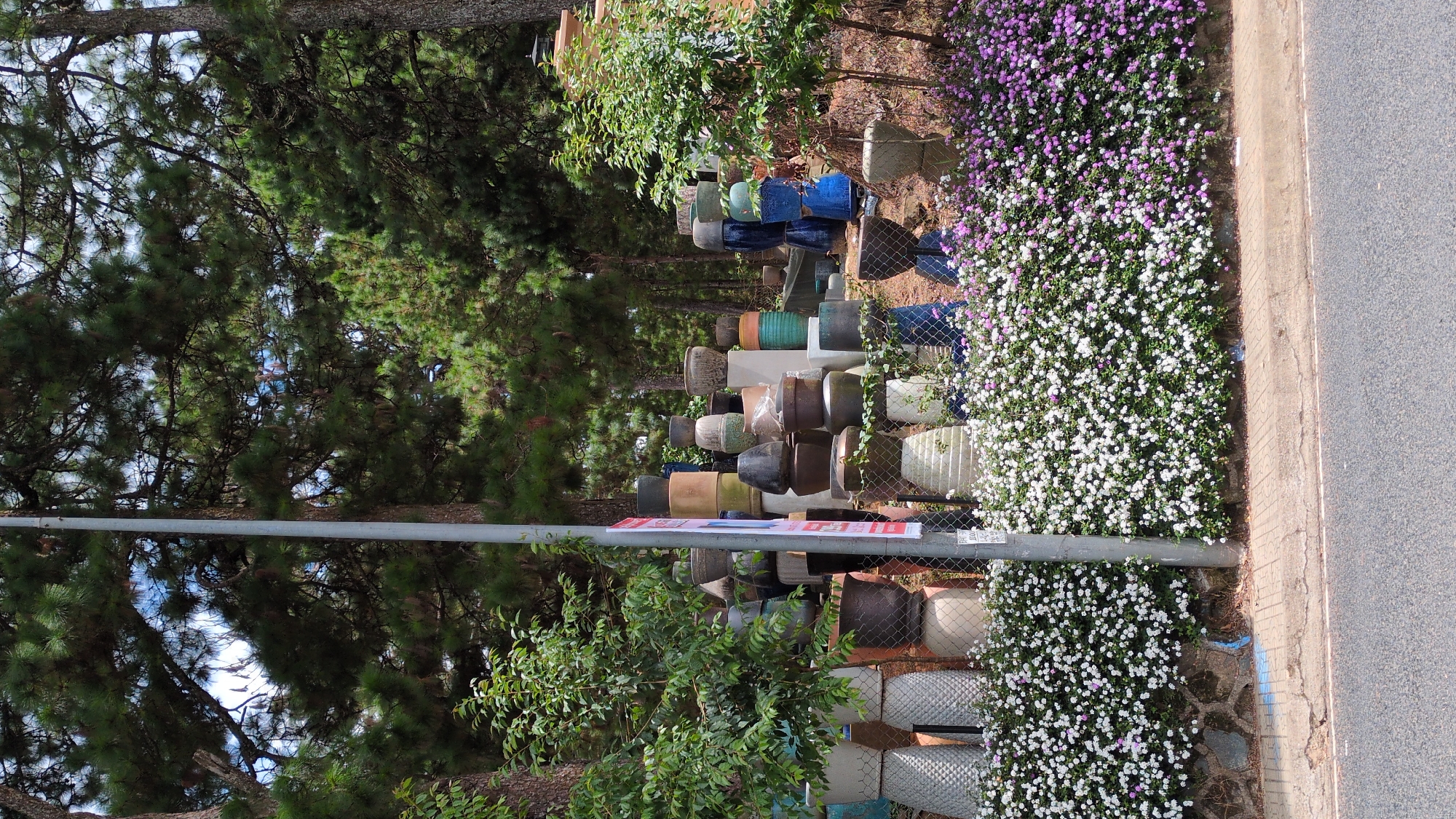 The image depicts an outdoor area featuring a large collection of ceramic pots and planters. The pots are of various sizes, shapes, and colors, with a dominant presence of earthy tones, blues, and greens. Many are stacked on top of each other, creating a visually dense display. Behind the pots, a dense forest of pine trees creates a natural backdrop. A light gray metal pole stands vertically in the foreground, slightly off-center. The lower part of the image shows a section of a paved road and a sidewalk, bordered by a vibrant low-lying hedge blooming with small white and purple flowers. This scene is characteristic of a roadside nursery or pottery market commonly found in the Xuan Tho area of Da Lat, Vietnam, which is known for its ceramic production and flower farms. No people are visible in the image.