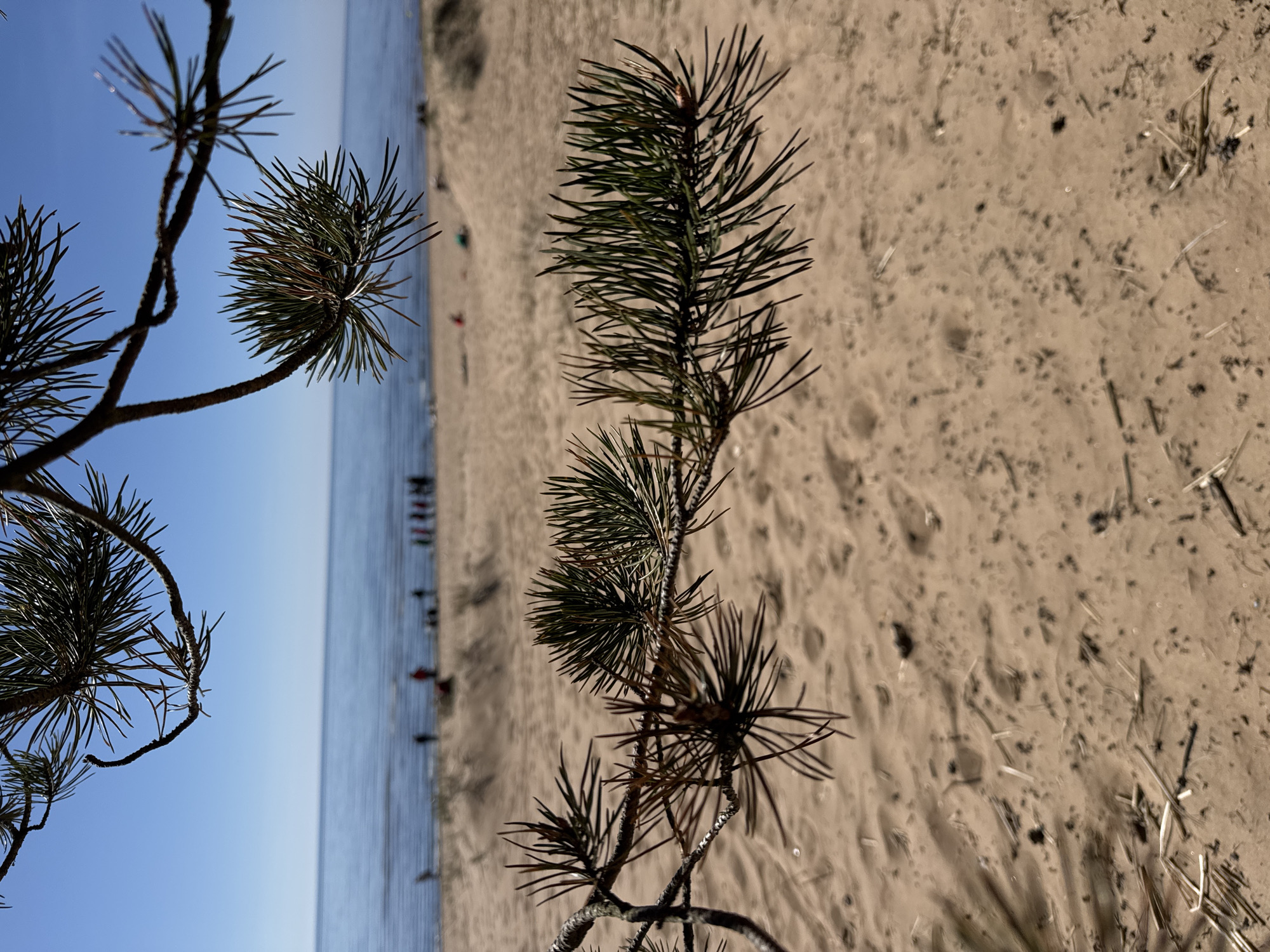 The image depicts a close-up of pine branches against a background featuring a sandy beach and a body of water. The pine branches, with their needles, are the prominent foreground element. The sandy beach is textured with scattered debris. In the background, the body of water stretches towards the horizon, and indistinct figures of people are visible along the shoreline. The sky above is clear and light blue. The location is Repino, Russia, as inferred from the presence of Baltic Sea beaches and pine trees.