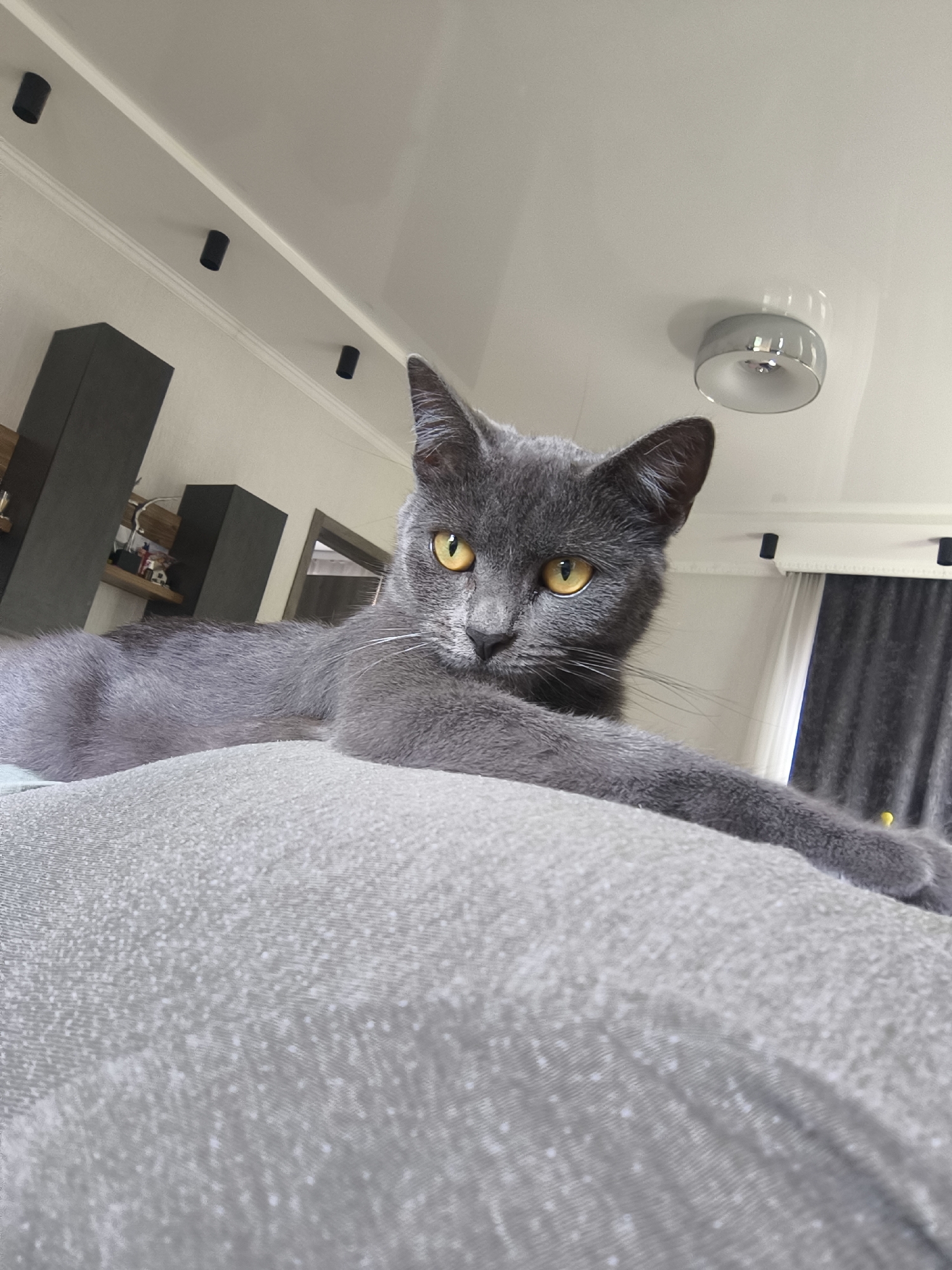 A gray cat with yellow eyes is lying on a gray couch, looking directly at the camera. The cat's body is mostly visible, and its front paws are extended forward. The background shows a living room with a white ceiling, a recessed light fixture, and black track lighting. There are also dark gray cabinets or shelves on the wall. The scene is indoors. There is no information in the image to suggest it is located in Kaliningrad, Russia.