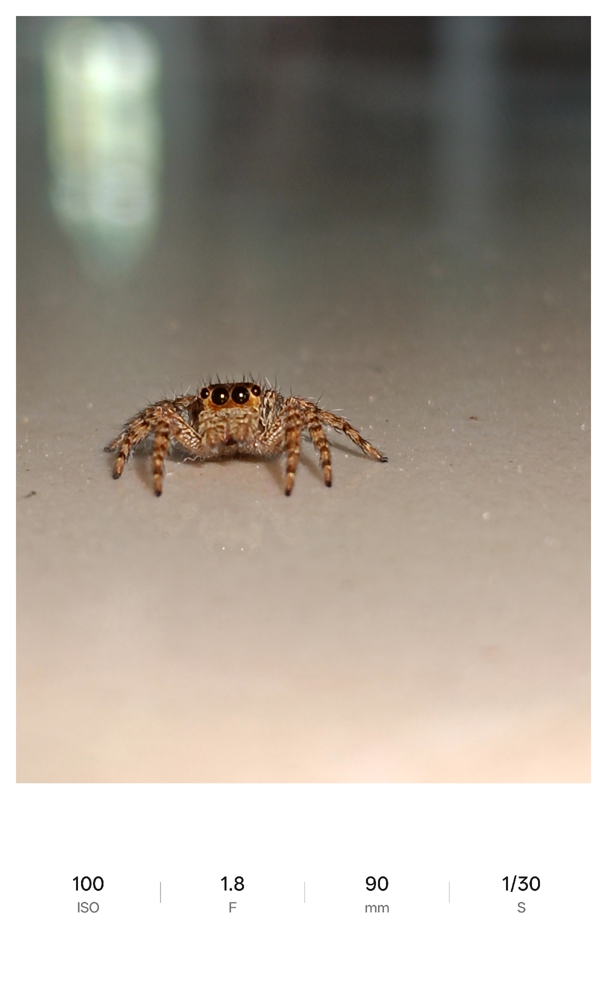 A close-up, eye-level shot depicts a small jumping spider on a light-colored, reflective surface. The spider has a brown and tan patterned body with hairy legs. Its large, round eyes are prominent. The background is blurred, suggesting a shallow depth of field. Based on the prompt's mention of Lhokseumawe, Indonesia, the photo was likely taken in this city, but there are no features in the photograph itself that can confirm this.