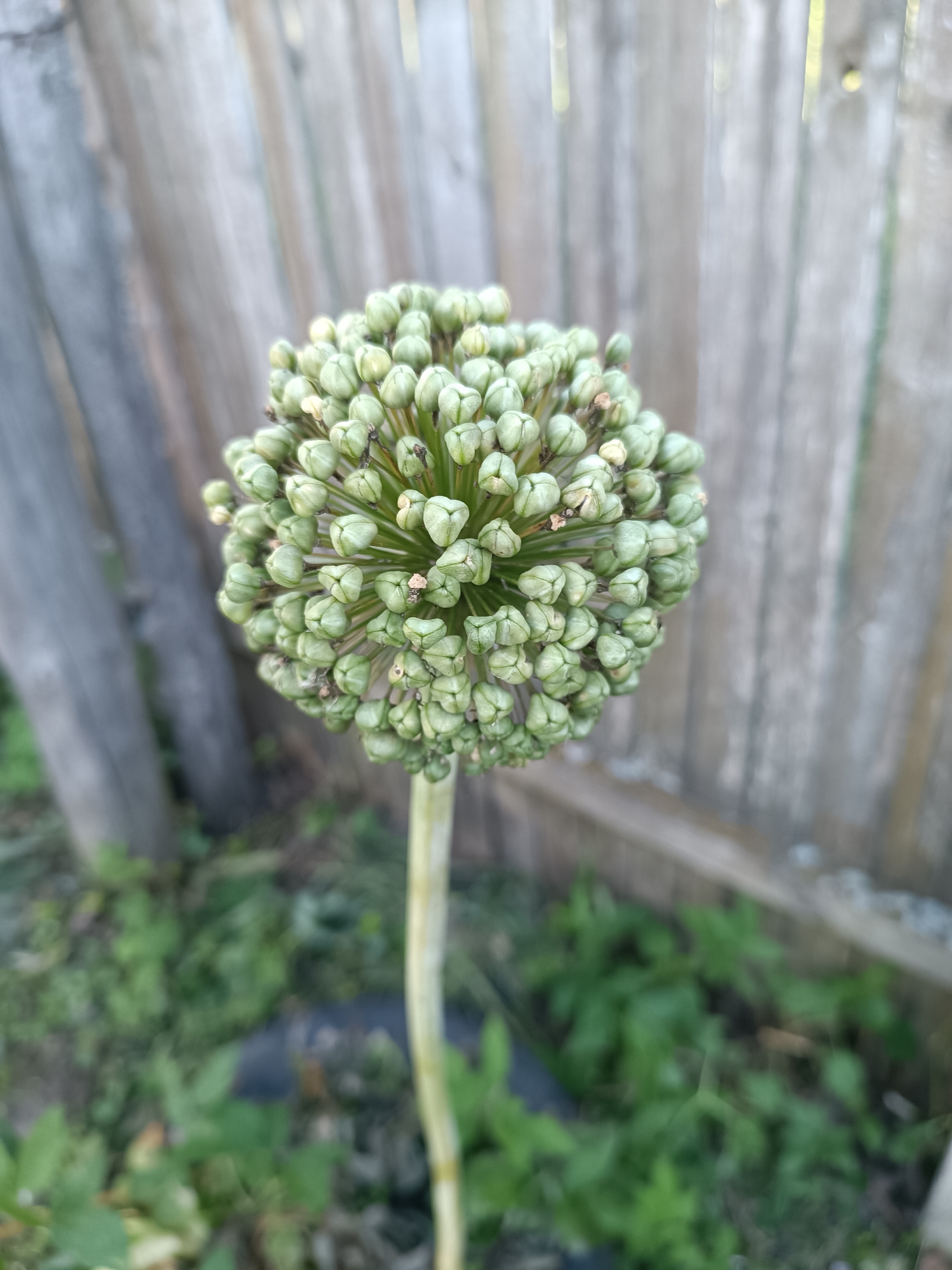 A close-up, eye-level shot showcases a green, spherical flower bud on a tall, slender stem, positioned slightly off-center to the right. The bud is composed of numerous small, teardrop-shaped florets, tightly packed together, with some showing tiny brown tips. The stem extends downwards and is slightly blurred. In the background, a weathered wooden fence runs vertically, with blurred green foliage and grass beneath it, suggesting an outdoor, possibly rural or suburban, setting. The lighting is soft, with some highlights on the fence and flower bud, indicating it might be late afternoon or early morning. The overall impression is one of natural growth in a simple, unadorned environment.