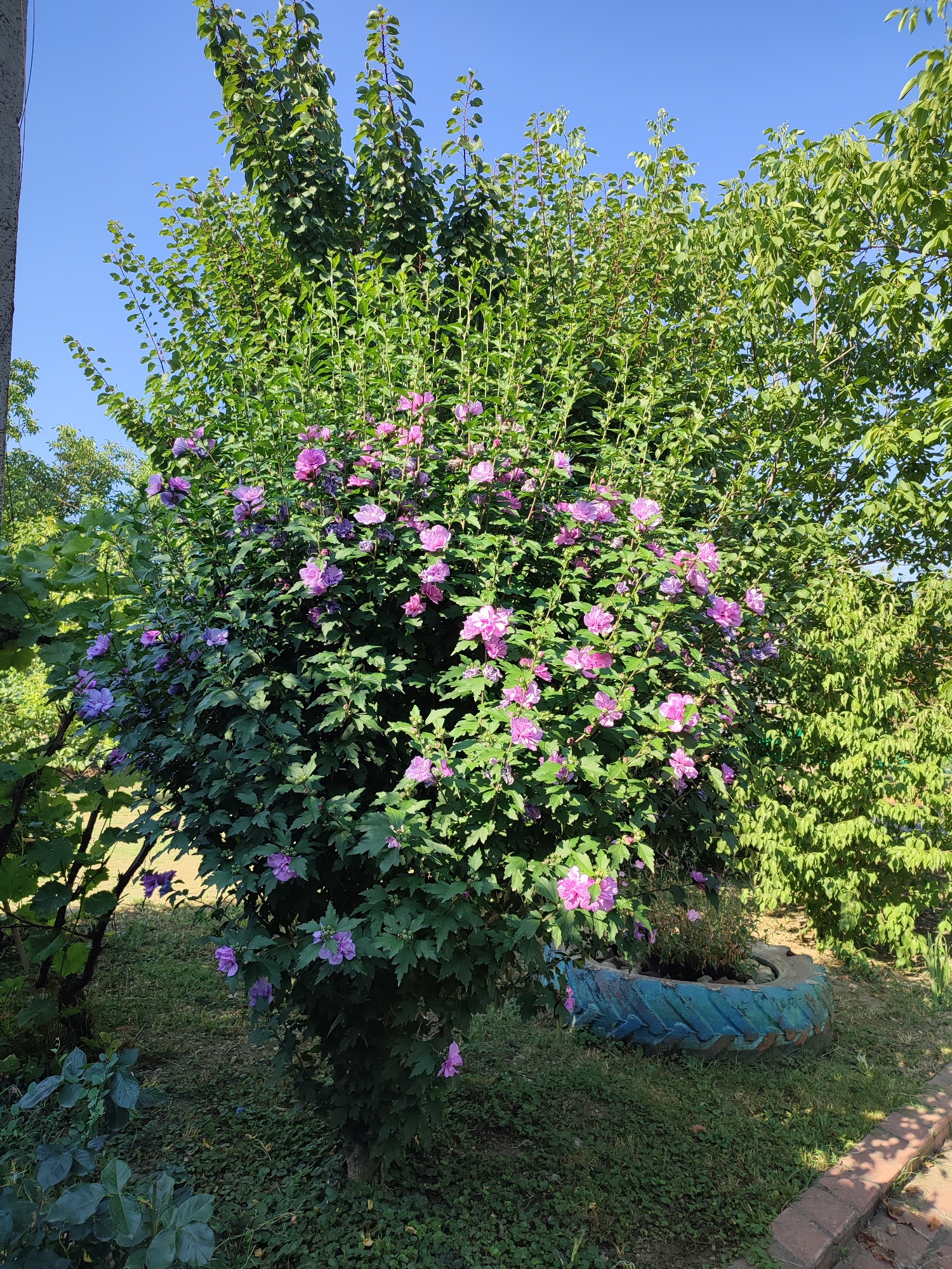 In the city of Abinsk, Russia, a vibrant hibiscus shrub with numerous purple flowers is the focal point of this outdoor scene. The shrub is densely packed with dark green leaves, and its branches are laden with blooms in various shades of purple, from deep violet to lighter lavender. Behind the hibiscus, a wall of lush green foliage from other trees and bushes forms a dense backdrop under a clear blue sky. To the right of the hibiscus, a blue-painted tire filled with plants serves as a rustic planter. The ground is covered with green grass, with some fallen leaves scattered about. A brick border is visible in the lower right corner of the image, suggesting a landscaped area. The lighting indicates it is daytime, with sunlight casting shadows on the ground. No people are present in the image.