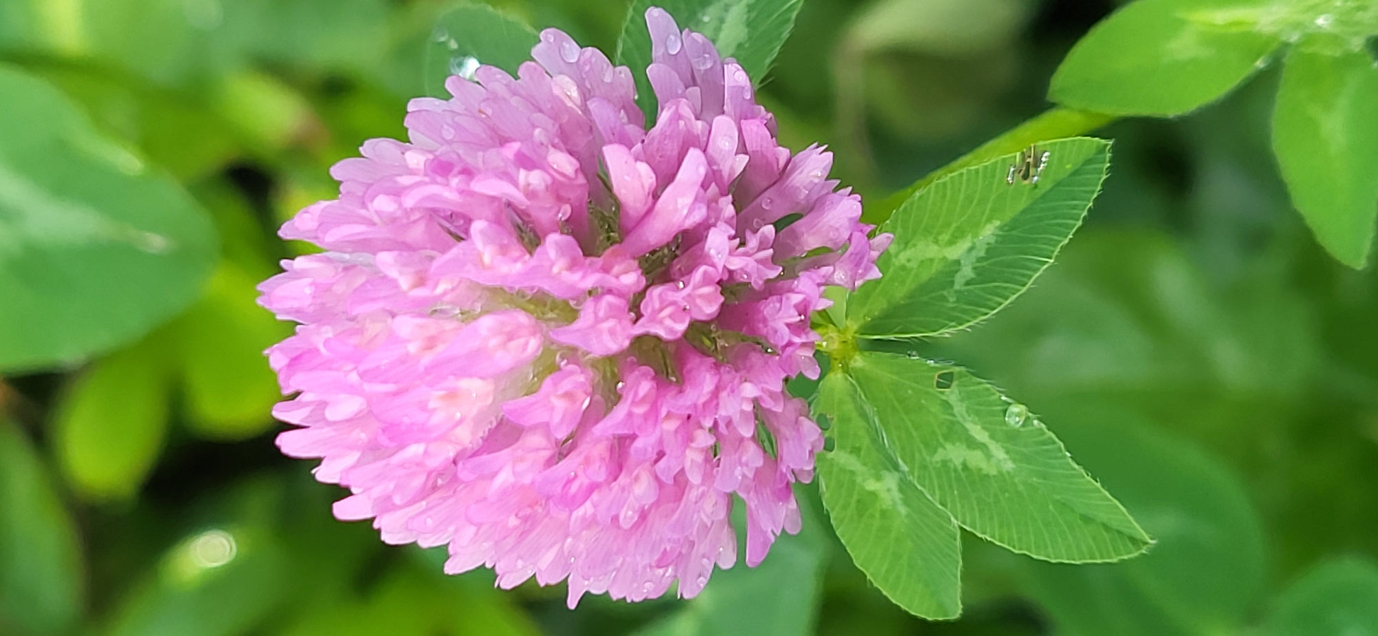 A close-up, vertical shot captures a vibrant pink clover flower with dew drops on its petals, set against a soft-focus green background of leaves. The flower's dense, spherical bloom dominates the upper portion of the frame, with its individual florets clearly defined. Below the bloom, three clover leaves are visible, each with a distinct light green pattern and a few water droplets. One leaf in the lower left corner exhibits small holes, possibly from insect activity. The environment is natural, likely an outdoor setting such as a park or garden, and there is no indication of the city of Oskemen, Kazakhstan.