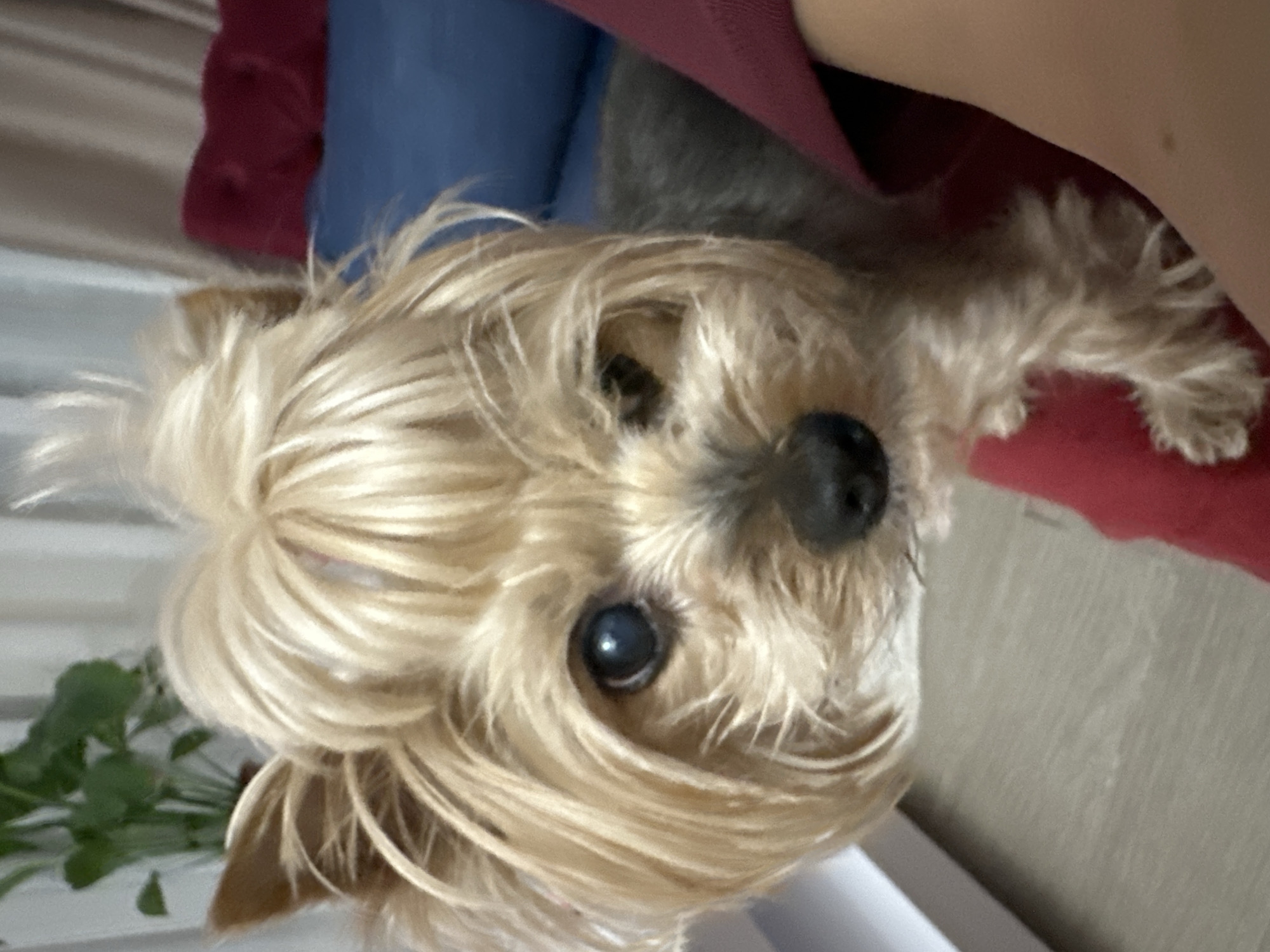 This portrait shot features a small dog, likely a Yorkshire Terrier, with long, shaggy blonde and light brown fur, positioned in an indoor domestic setting. The dog's head is tilted slightly, looking directly at the camera with dark, shiny eyes and a prominent black nose. Its fur partially obscures its eyes, giving it a characteristic shaggy appearance. One ear, with darker fur, is subtly visible.
The dog appears to be resting or sitting comfortably on soft furnishings. Various soft textiles are visible in the background, including a deep red fabric beneath the dog and blue and darker grey/brown fabrics behind its head. A glimpse of a light-colored surface, possibly a floor or furniture, is visible on the left side of the frame, along with a small green potted plant in the lower left background.
The lighting is soft and ambient, characteristic of an indoor environment, creating gentle highlights on the dog's fur. The dog's expression is calm and curious, conveying a sense of gentle alertness. There is no visible text in the image. The cozy setting suggests a personal space, located in Sofia, Bulgaria.