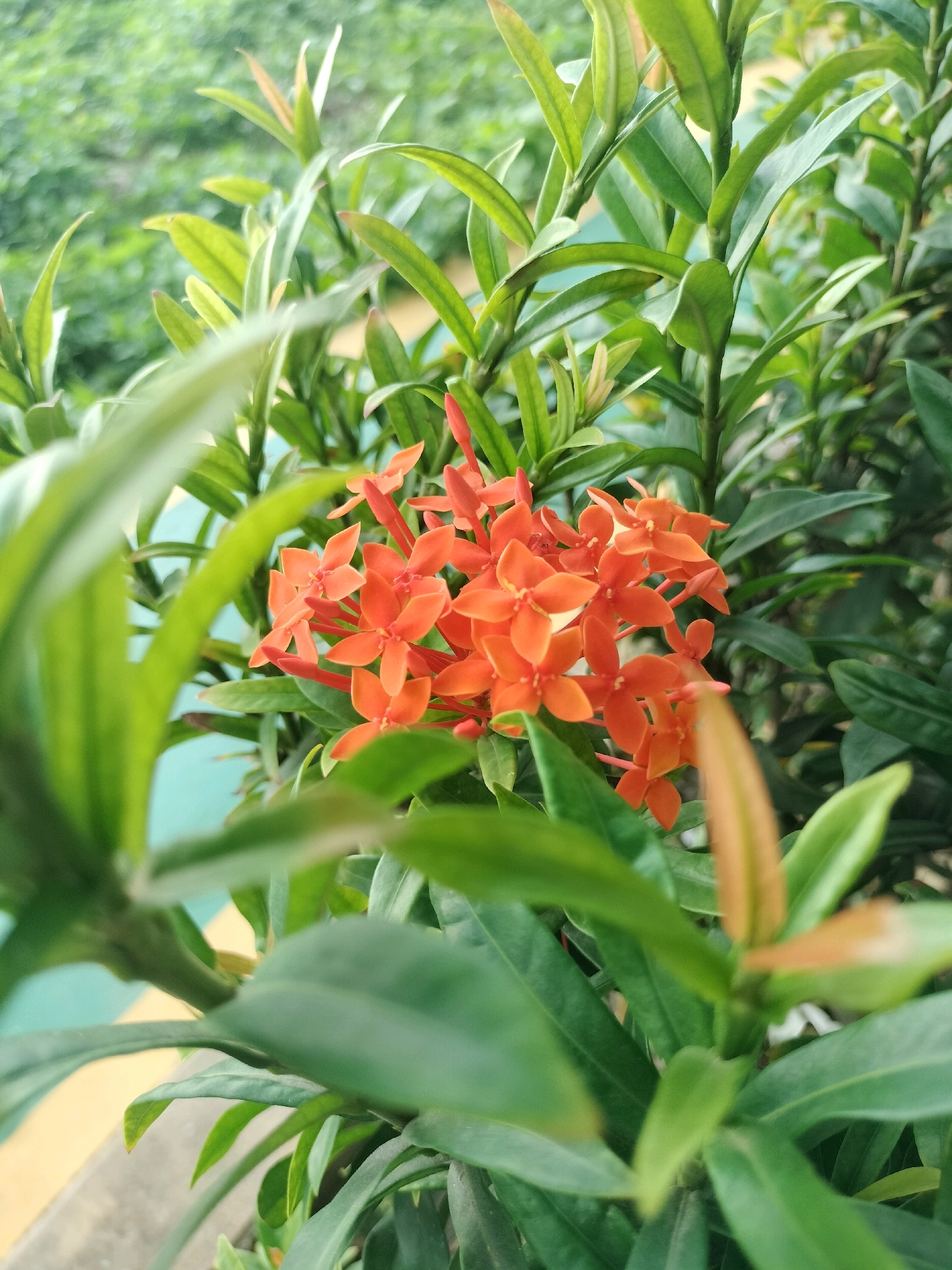 A cluster of bright orange Ixora flowers, also known as "bunga soka" in Indonesia, is the focal point of this close-up photograph. The flowers are small and star-shaped, with four petals, and are arranged in a dense corymb. They are surrounded by lush, green foliage, with some leaves blurred in the foreground and background, creating a shallow depth of field. The Ixora plant appears to be thriving in a garden or natural setting, likely in a tropical climate. Given the mention of Batam, Indonesia, this image could have been taken in a residential garden, a public park, or along a roadside where Ixora plants are commonly cultivated for their vibrant blooms. The lighting suggests it was taken during the day, possibly in the morning or late afternoon, as the light is soft and diffused. There are no people or animals visible in the image, focusing solely on the natural beauty of the plant. The background is a blur of green, indicating other vegetation or foliage. A small portion of a yellow and light blue colored structure is visible in the lower left corner, suggesting a man-made element in the environment, possibly a wall or a building.