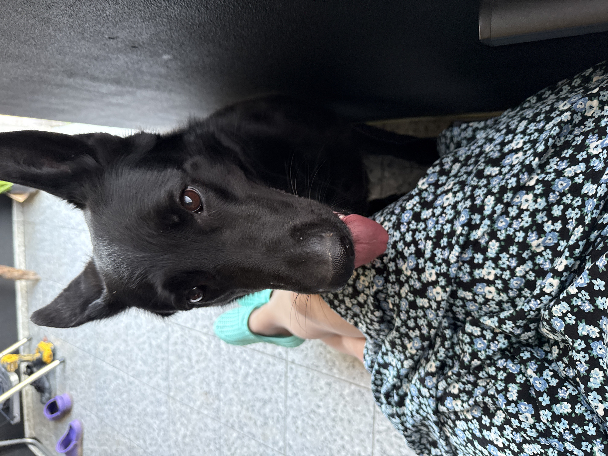 A black dog with its tongue hanging out is looking at the camera, close to a person wearing a blue floral dress and teal slippers. The dog's nose is in focus, with its eyes and ears also visible. The person's legs are visible from the knee down. The background shows a tiled floor and some blurry objects, including what appears to be a yellow power drill on a metal stand. The scene is indoors, with natural light coming from the left.