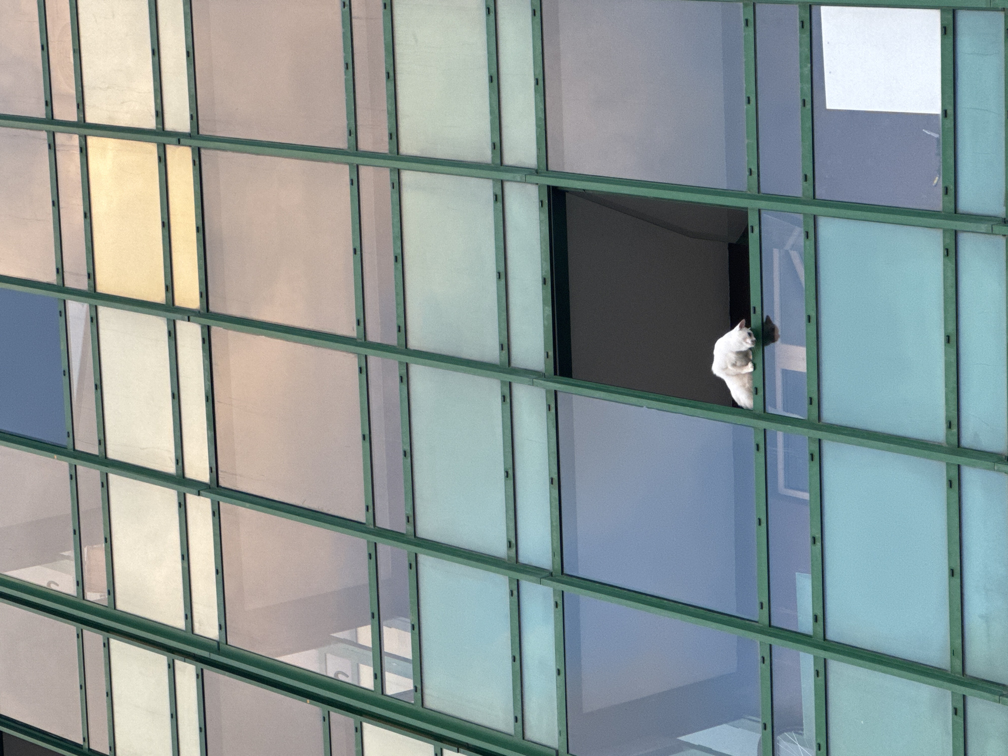 A white cat is lying on the ledge of an open window on the exterior of a modern building. The building has a facade of glass panes of various colors, framed by dark green mullions. The cat is positioned in the lower center of the image, facing left, with its head down and its body curled. The window frame appears to be a dark color, and the interior of the room is dimly lit. The surrounding glass panes reflect the sky and other parts of the building. The overall scene is a close-up shot of a portion of the building's exterior.