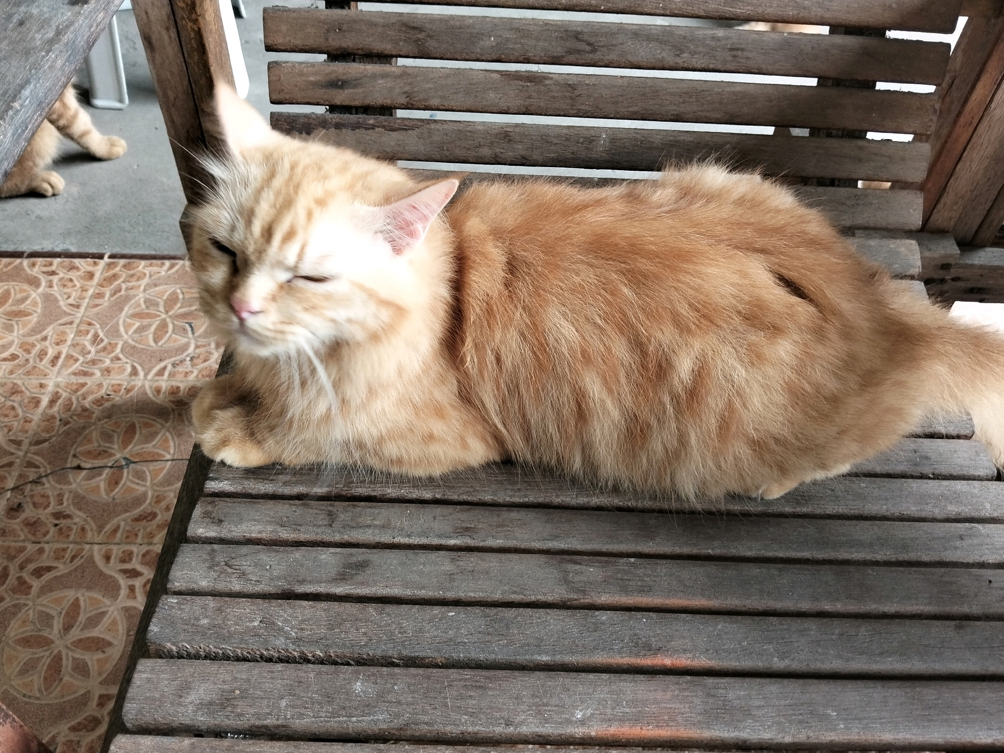 An orange tabby cat is lying on a weathered wooden bench, its eyes mostly closed. The cat appears relaxed, with its body stretched out on the slats of the bench. The bench itself is made of rough, dark wood with visible grain and some wear. Behind the cat, another orange cat's legs and paws are visible, standing on a tiled floor. The tiled floor has a decorative pattern in shades of brown and beige. The background shows parts of wooden furniture and a grey concrete surface. The scene suggests an outdoor or semi-outdoor setting, possibly a porch or patio, located in the city of Arang Limbung, Indonesia.