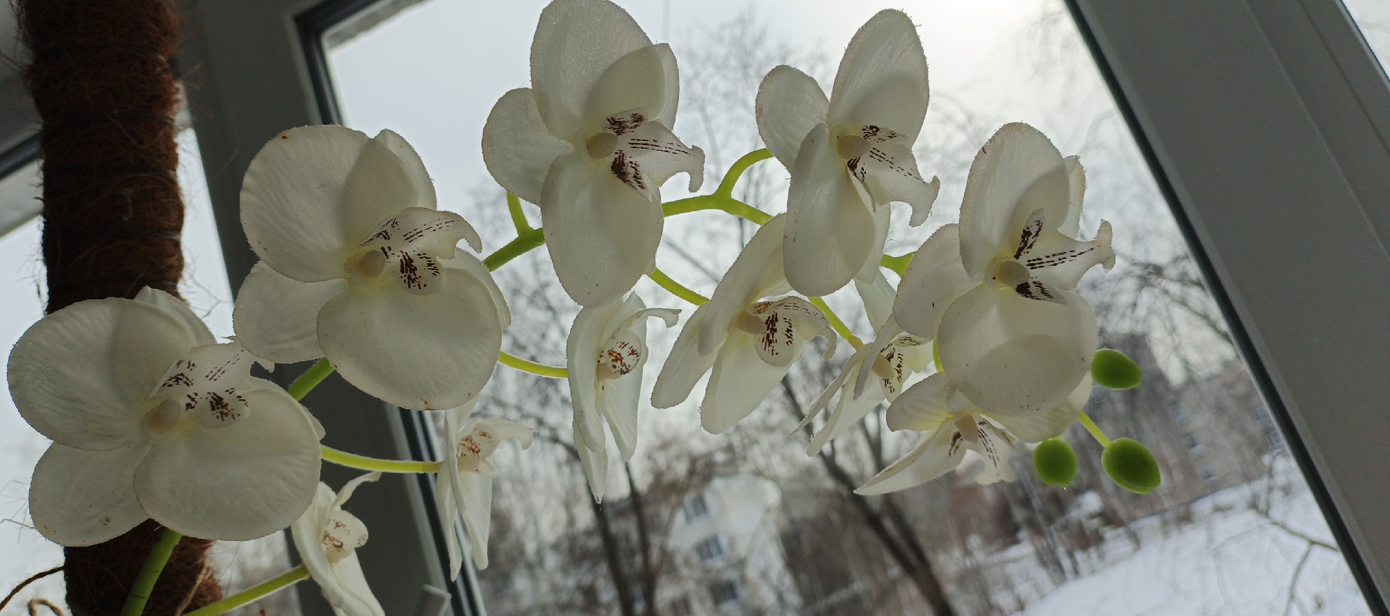 The image displays a close-up, upward-angled view of a cluster of white orchid flowers, seen from an interior perspective looking outwards through a window in Chaikovsky, Russia. Approximately ten individual orchid blooms are visible, each characterized by white petals and a central labellum with dark reddish-brown streaked markings on a pale yellow core. Several small, green, ovate buds are also present on bright green stems. A dark brown, fibrous cylindrical plant support is partially visible on the left. The right side of the frame is bordered by a white window frame. The outdoor environment, observed through the window, reveals an overcast sky, bare deciduous trees, and snow-covered ground, indicative of winter conditions. A multi-story building with multiple windows is discernible in the mid-distance against the muted background. The lighting suggests backlighting from the window.