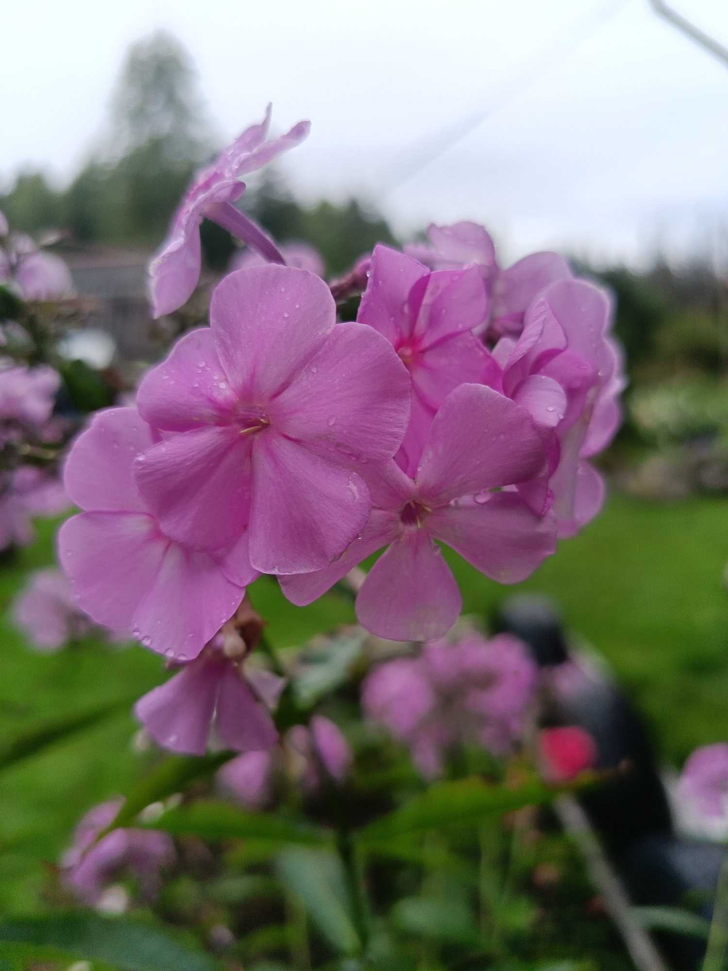 A cluster of vibrant pink phlox flowers, adorned with small water droplets, dominates the foreground of this image. The flowers are in various stages of bloom, with some petals fully open and others still tightly furled. In the background, a soft-focus view reveals lush green foliage and a misty, overcast sky. The scene appears to be in a natural outdoor setting, possibly a garden or park. There is no indication of the specific location within Vishnovka, Russia, nor are there any people or discernible objects beyond the flowers and surrounding vegetation.