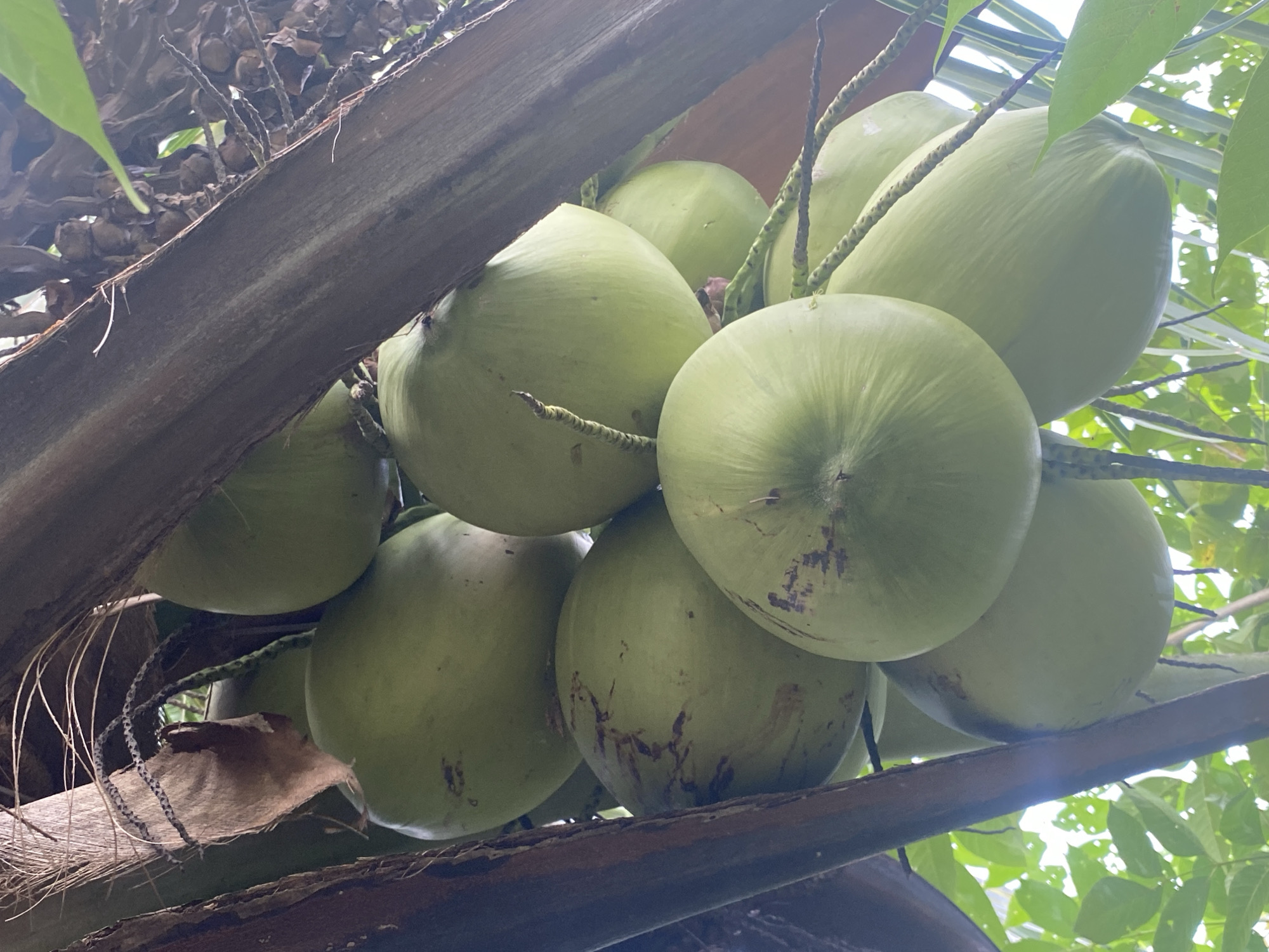 An outdoor, low-angle, close-up, vertical, full shot showcases a cluster of green coconuts hanging from a palm tree. The coconuts, of varying sizes, are arranged in a dense bunch, partially obscured by the tree's thick, rough, brown trunk and fronds. The lighting suggests it is daytime, with sunlight filtering through the foliage and creating some dappled light and shadow effects on the coconuts. The background is a blur of green leaves and bright sky, indicating a tropical or subtropical environment. There are no people present in the image.
